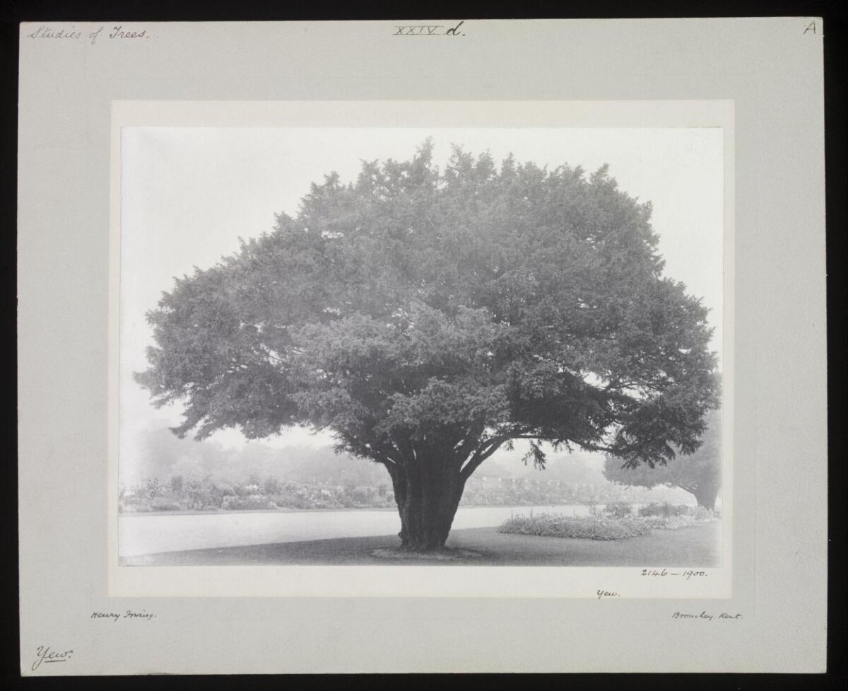Study of a Yew Tree