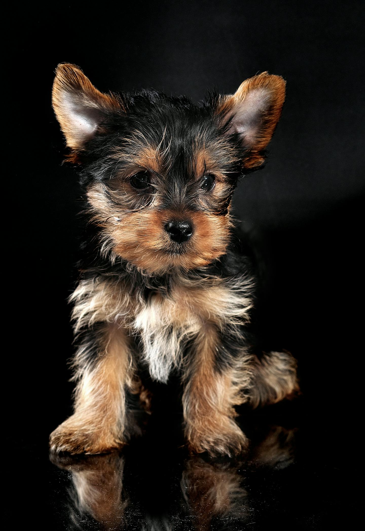 Yorkshire Terrier Puppy Portrait