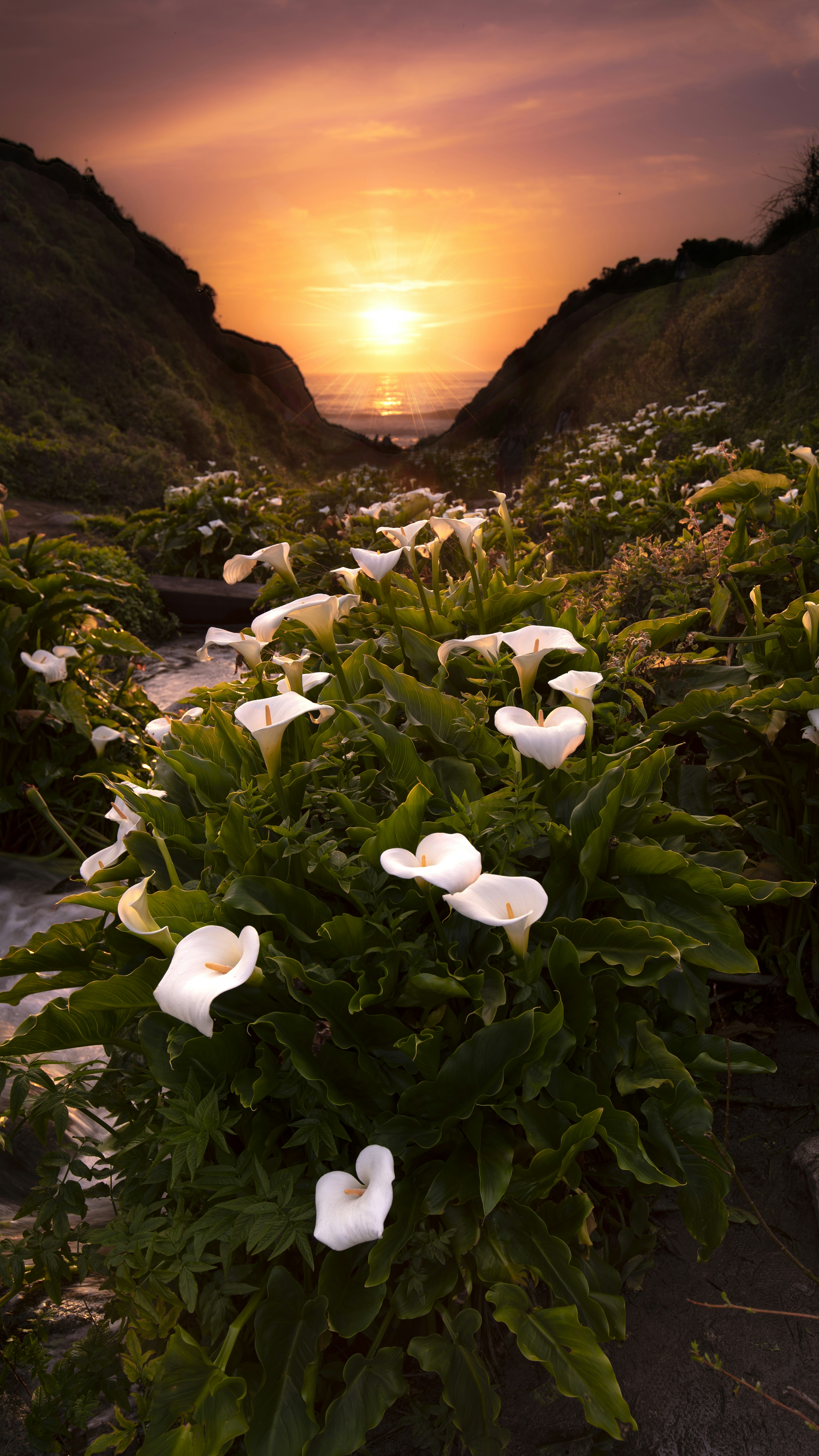 Calla Lily Valley at Sunset