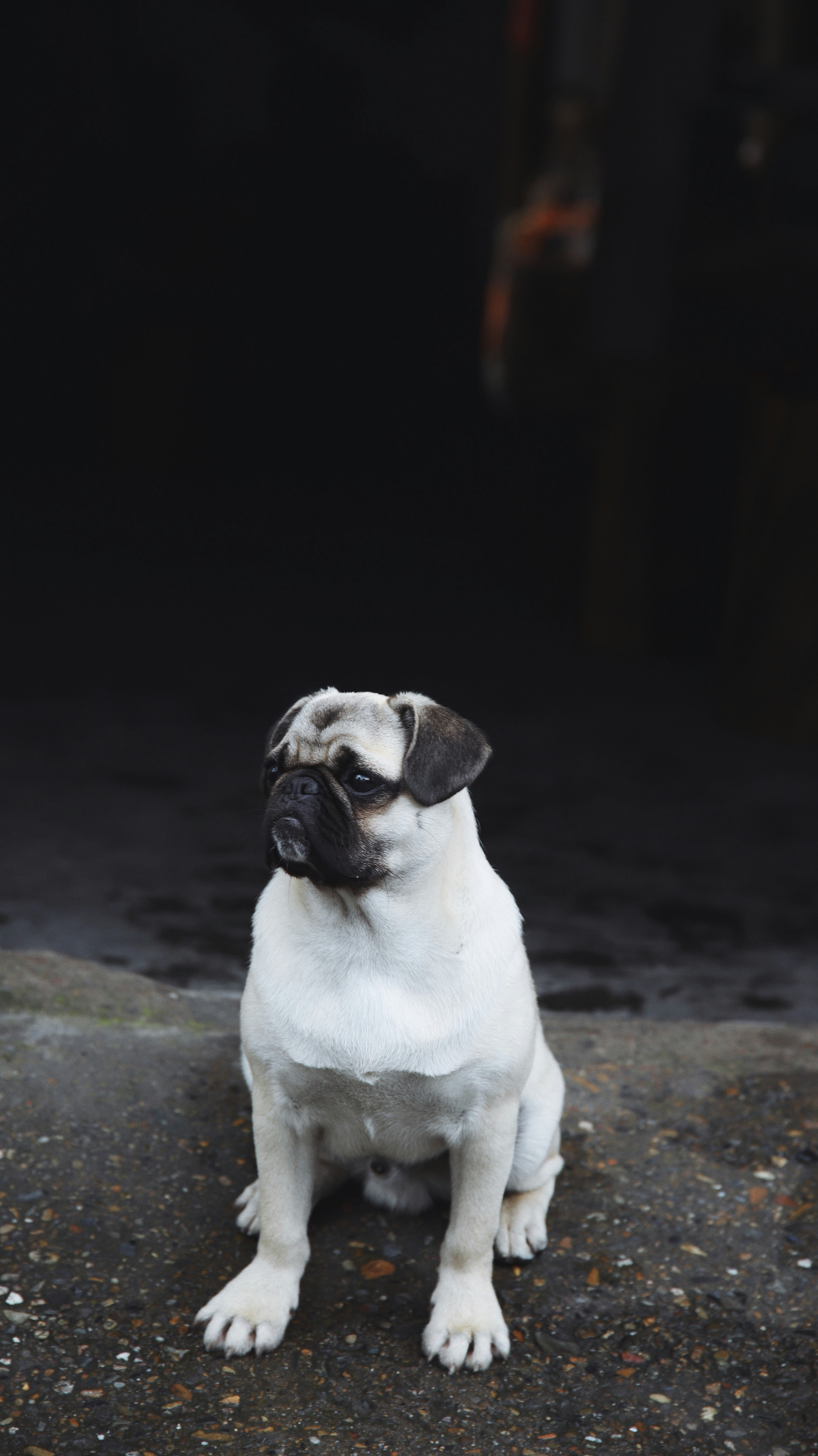 Sitting Pug — Phone Backgrounds