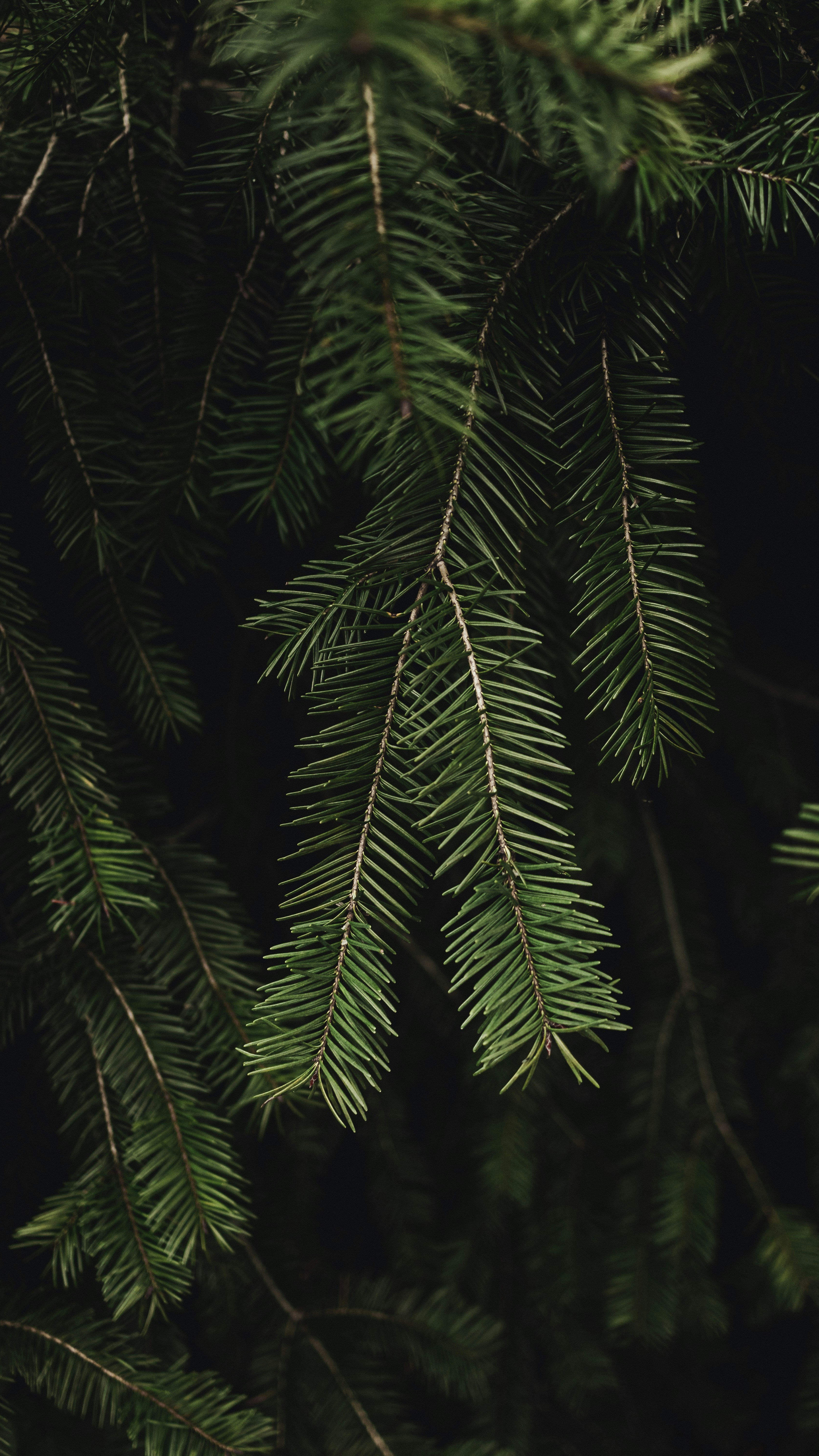 Hanging Evergreen Pine Branches