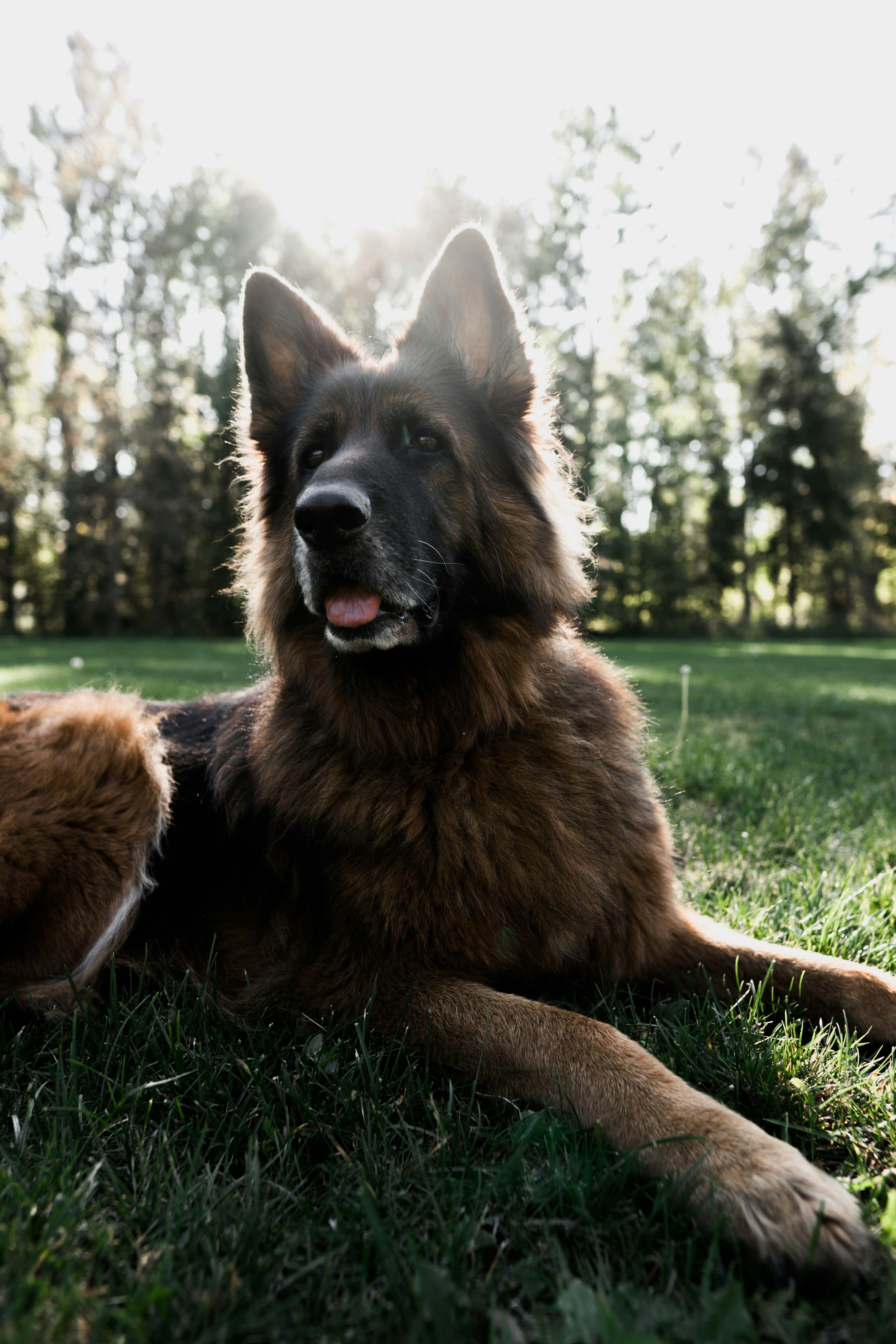 German Shepherd Resting on Lawn
