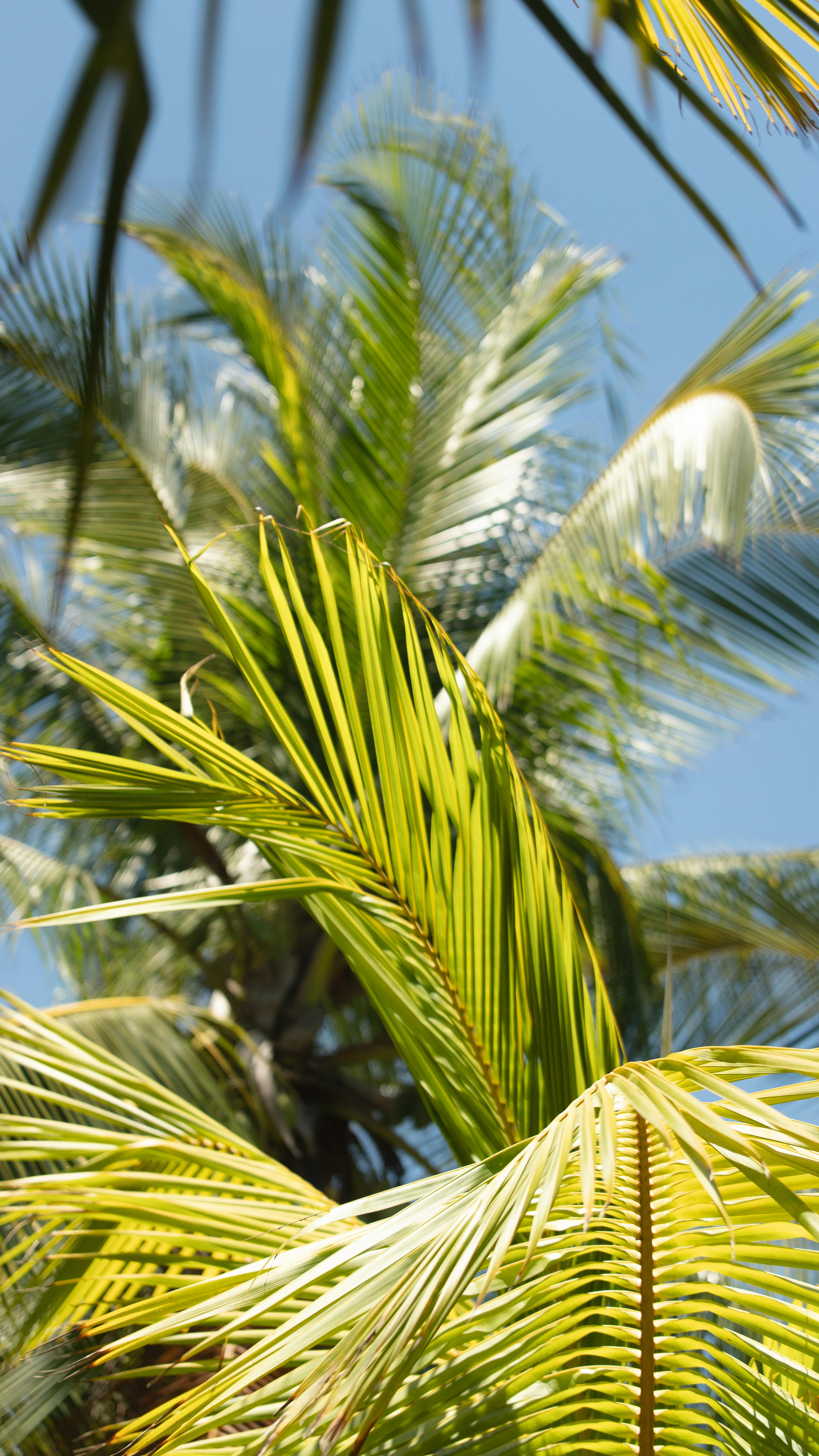 Coconut Palm Fronds Under Blue Sky
