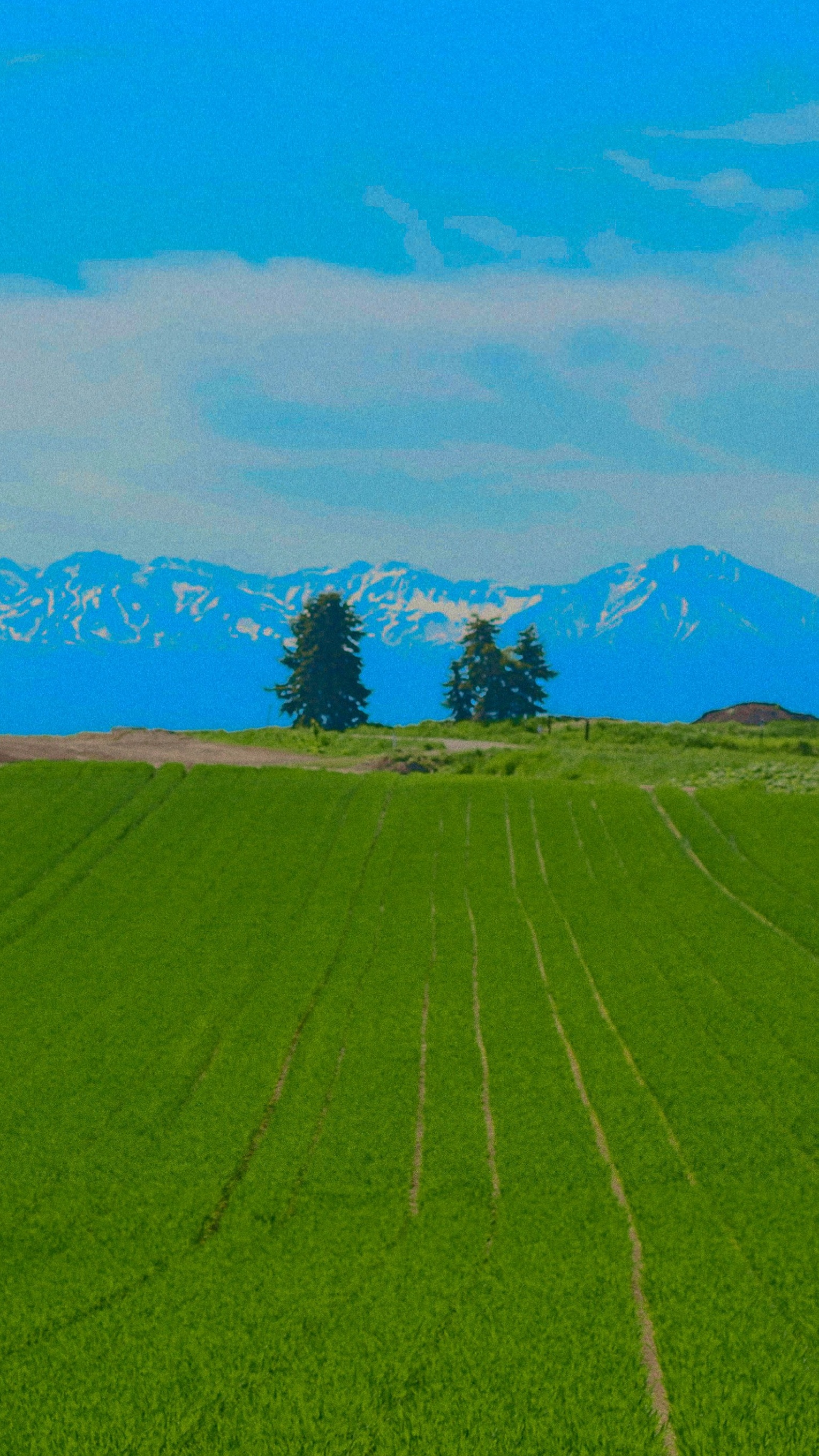Green Crop Field and Snowy Mountains