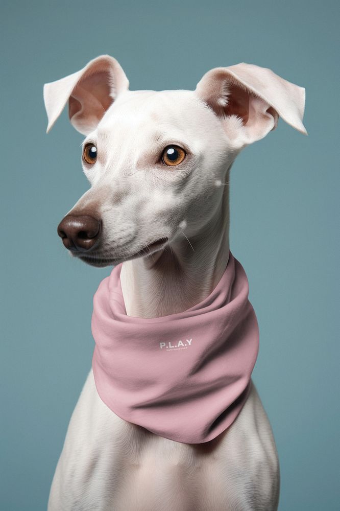 White Whippet Wearing Pink Bandana