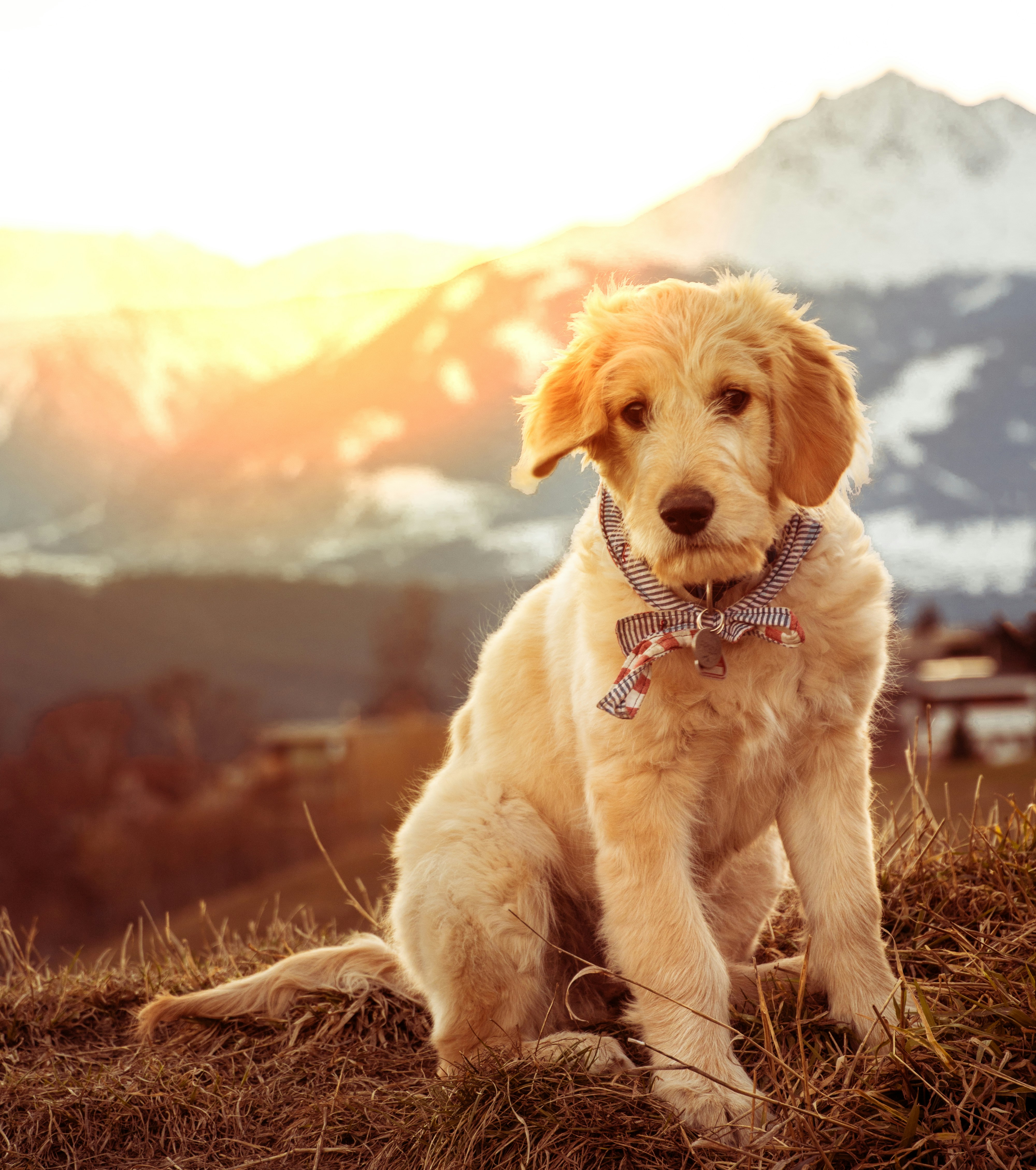 Golden Dog At Mountain Sunset