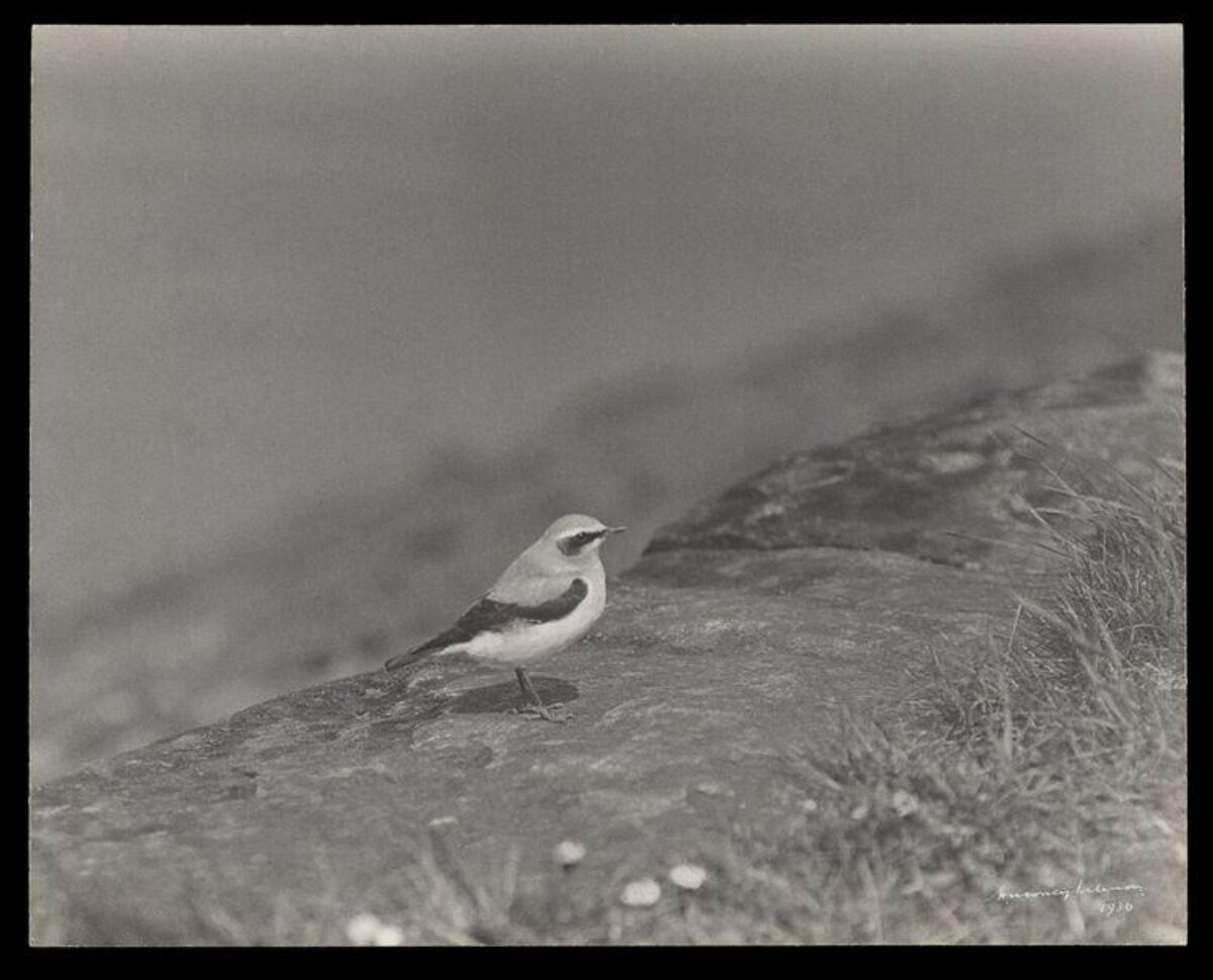 Wheatear Standing on Rock