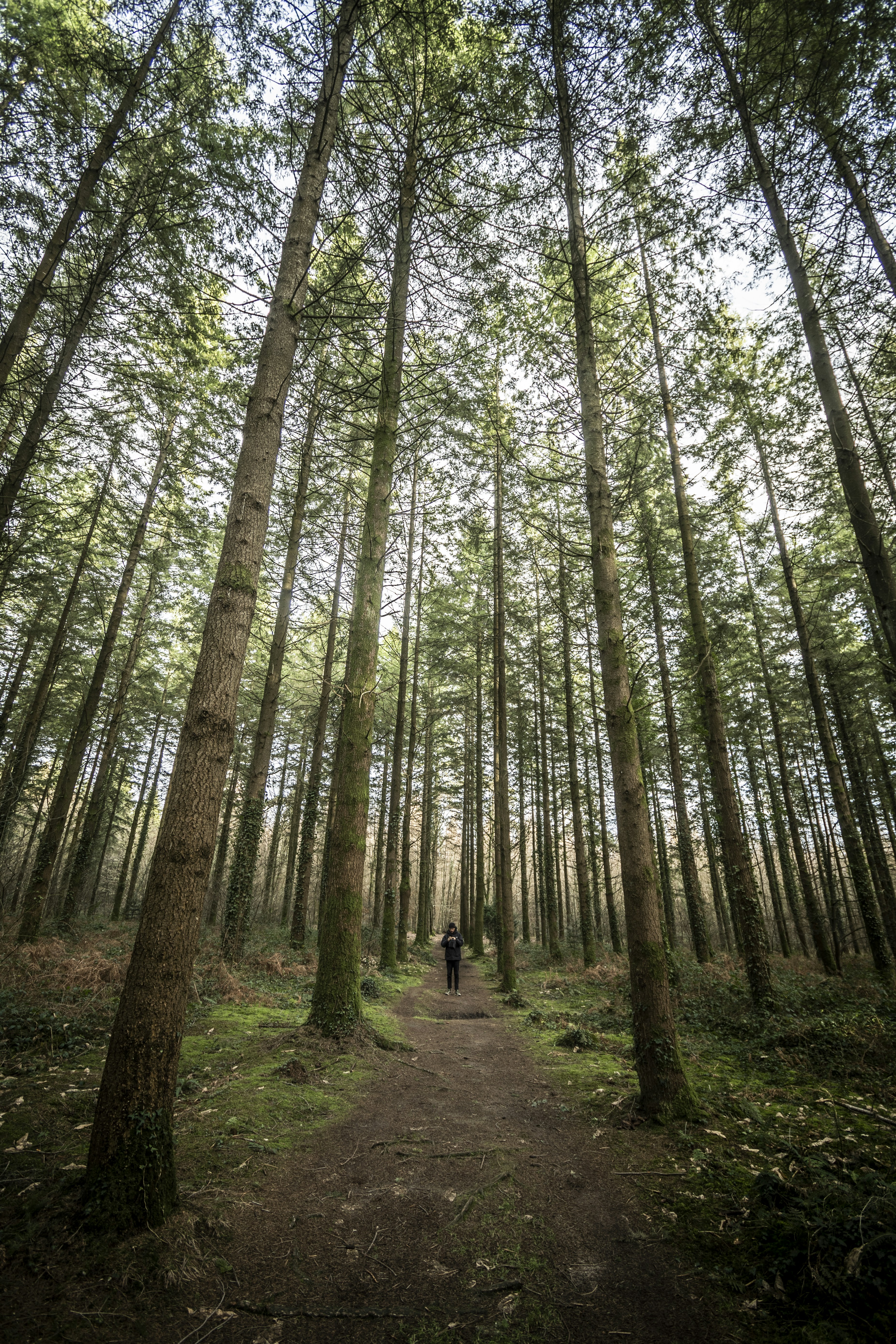 Tall Forest Trail with Hiker