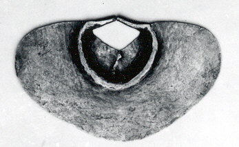 Cross Section Fossil in Rock