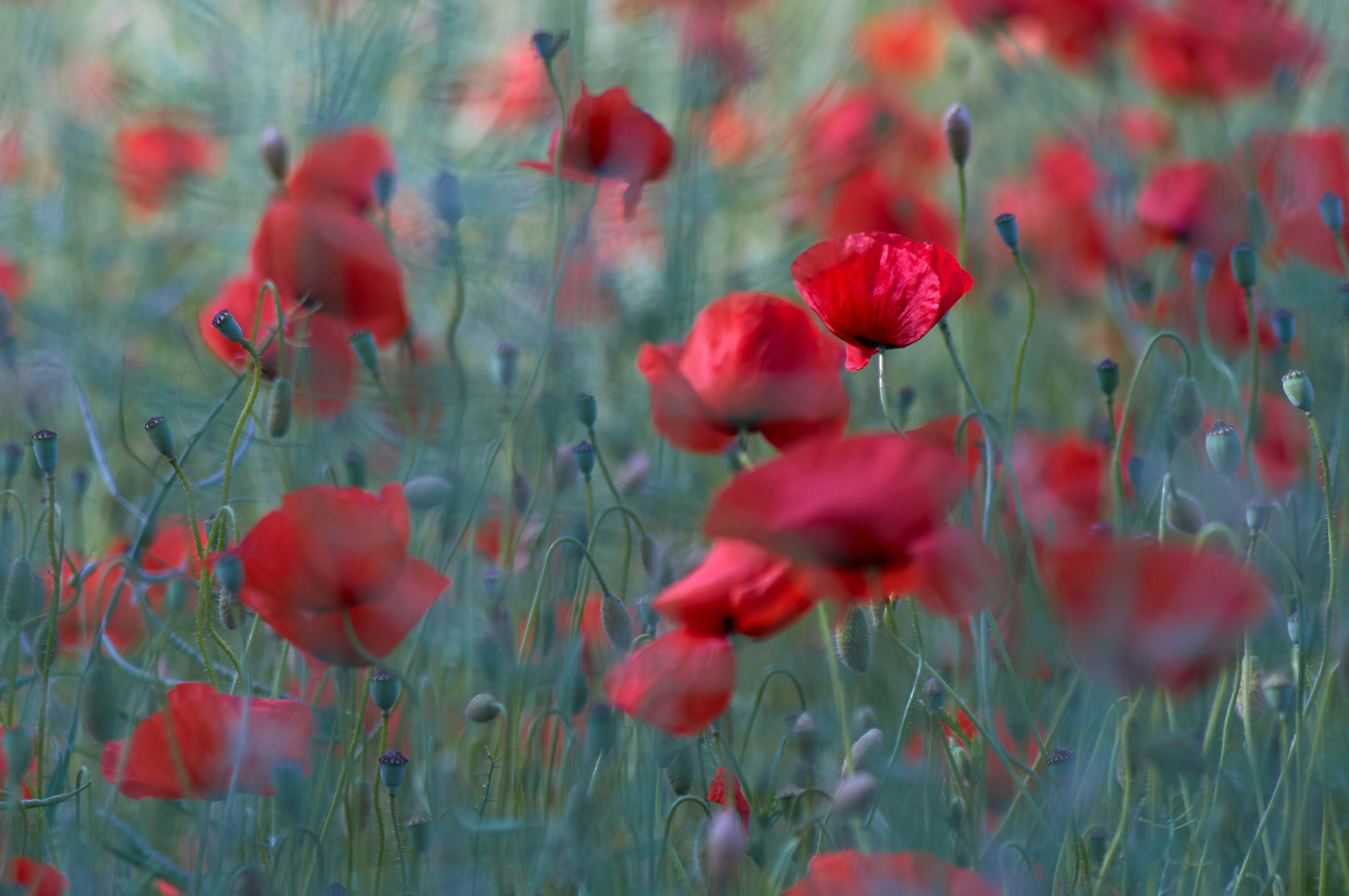 Blooming Red Poppy Field