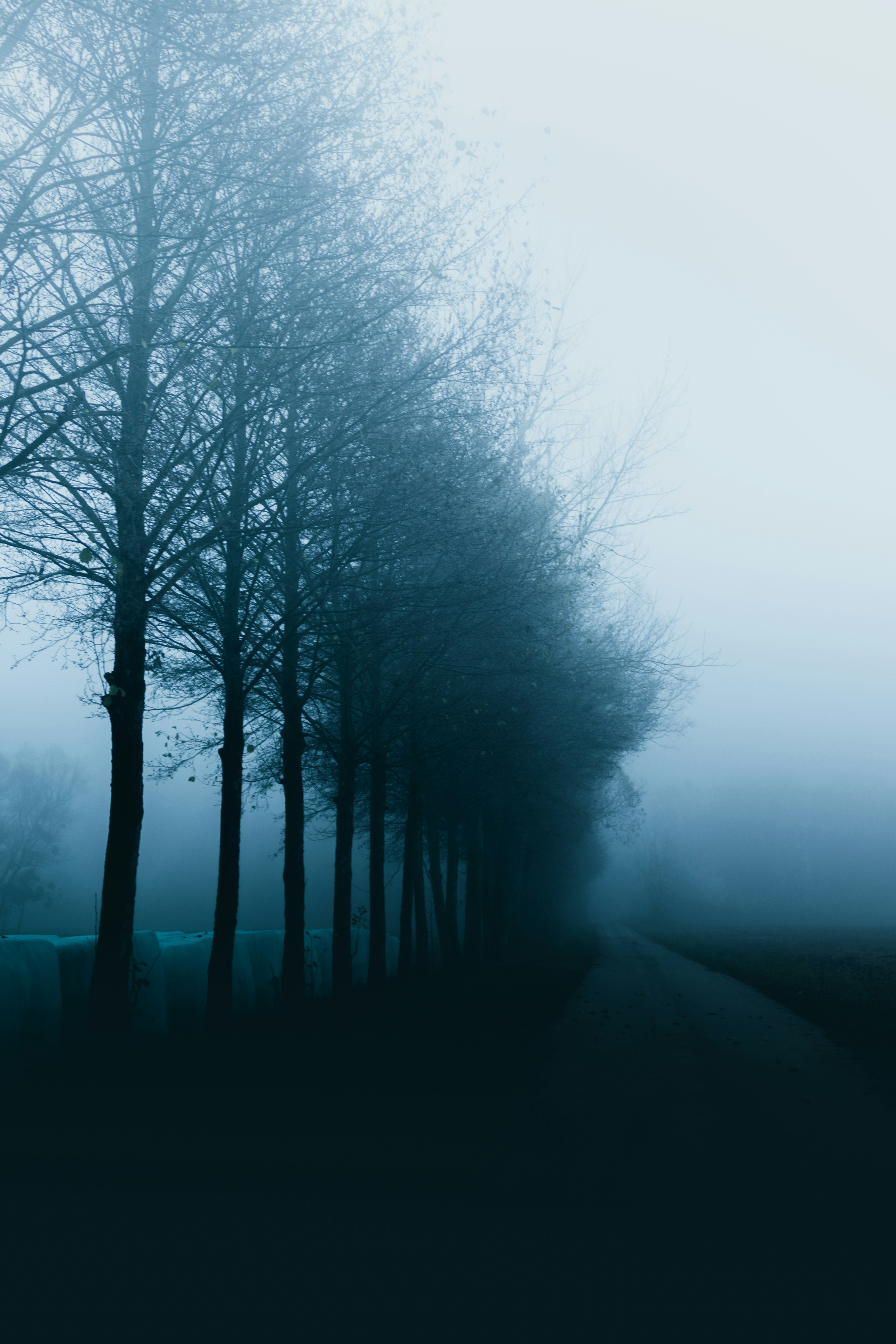Foggy Road Along Row of Trees