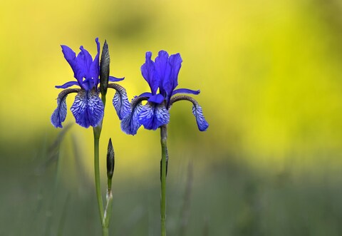 Two Blue Irises In Bloom