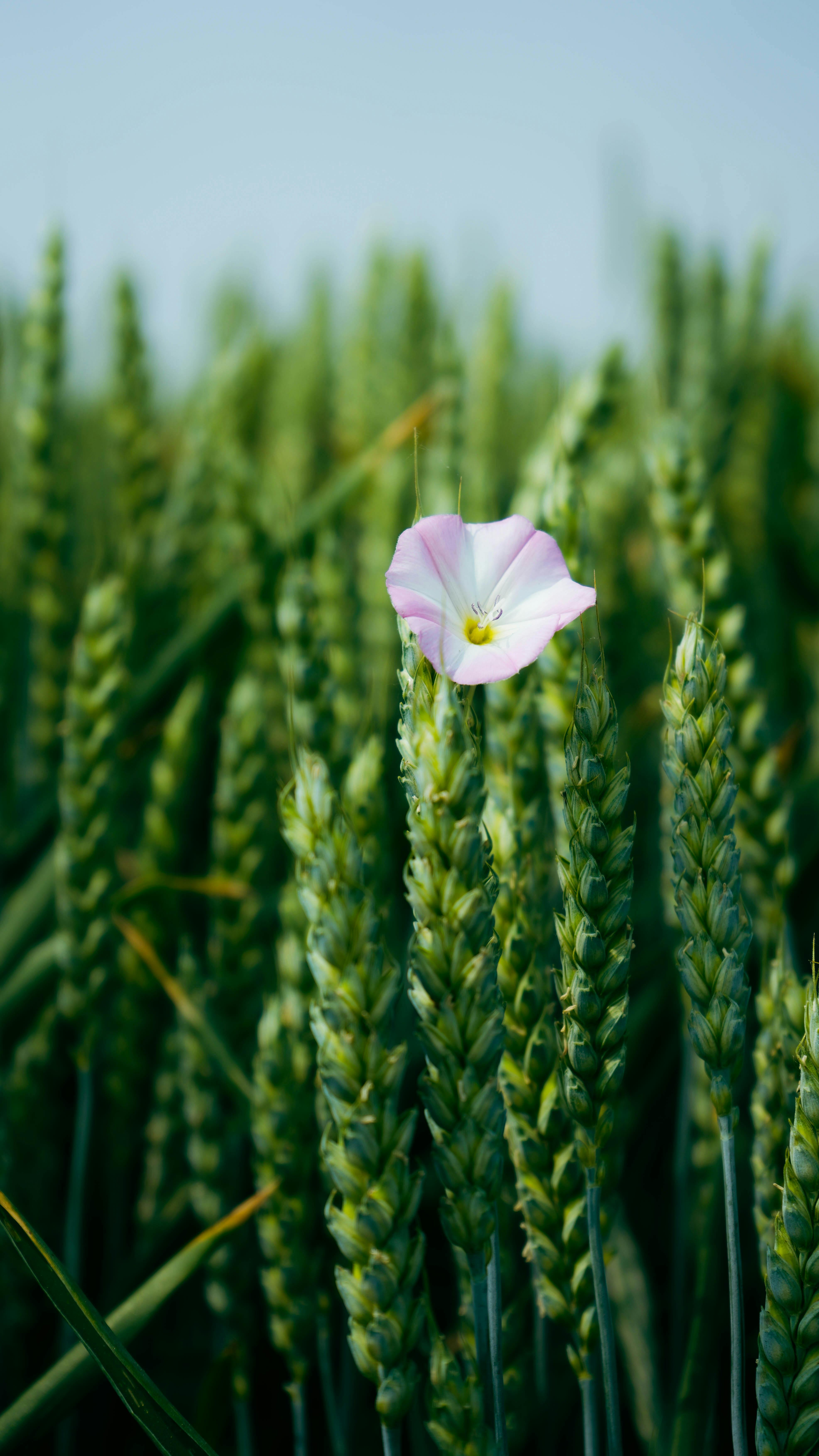 Pink Flower in Green Wheat Field