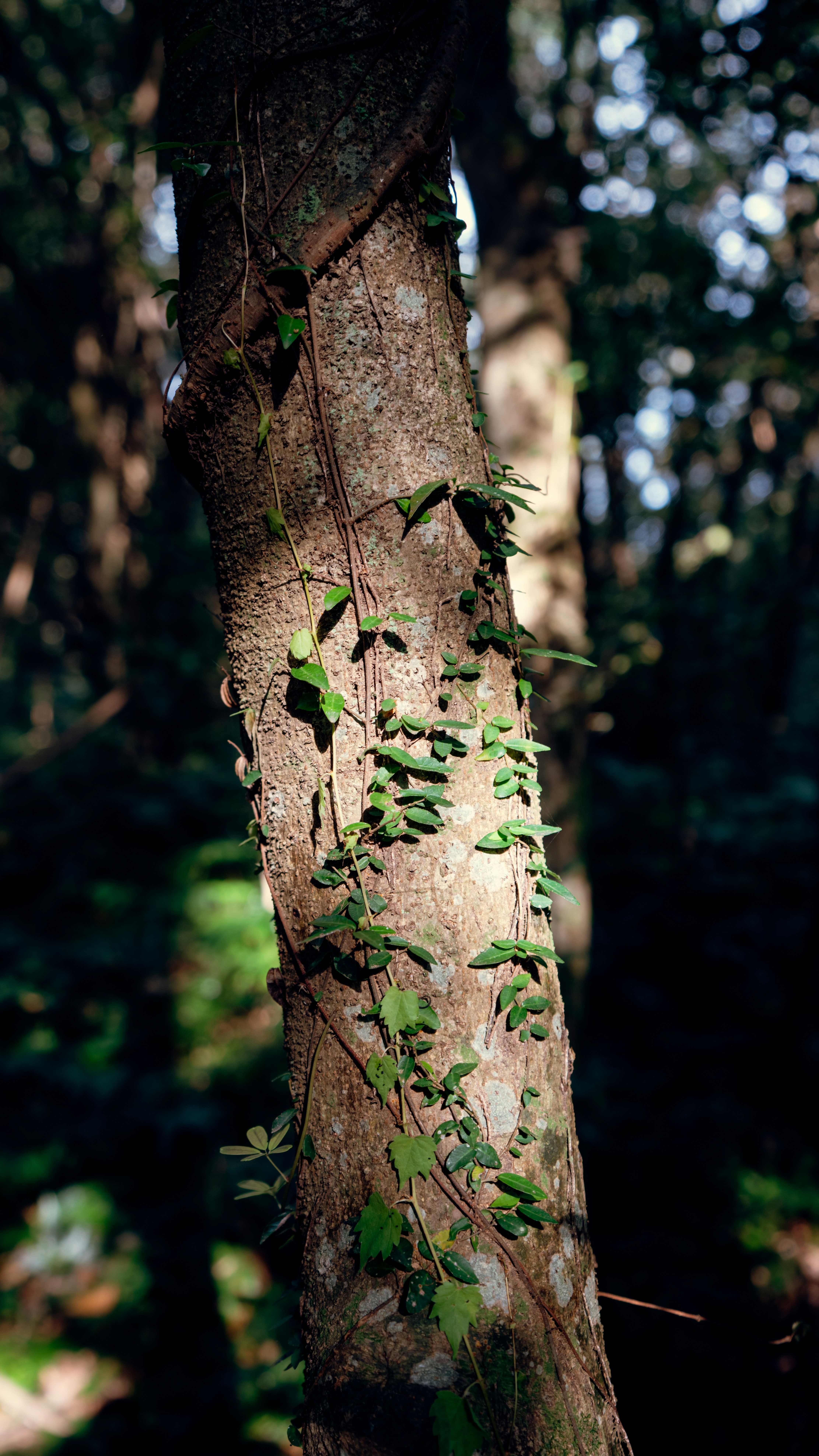 Climbing Vine on Tree Trunk