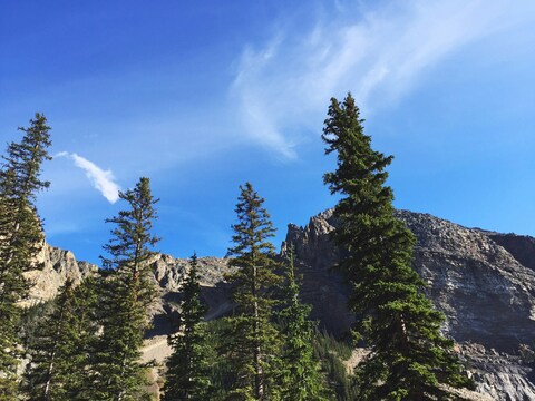Mountain Pine Forest Under Blue Sky