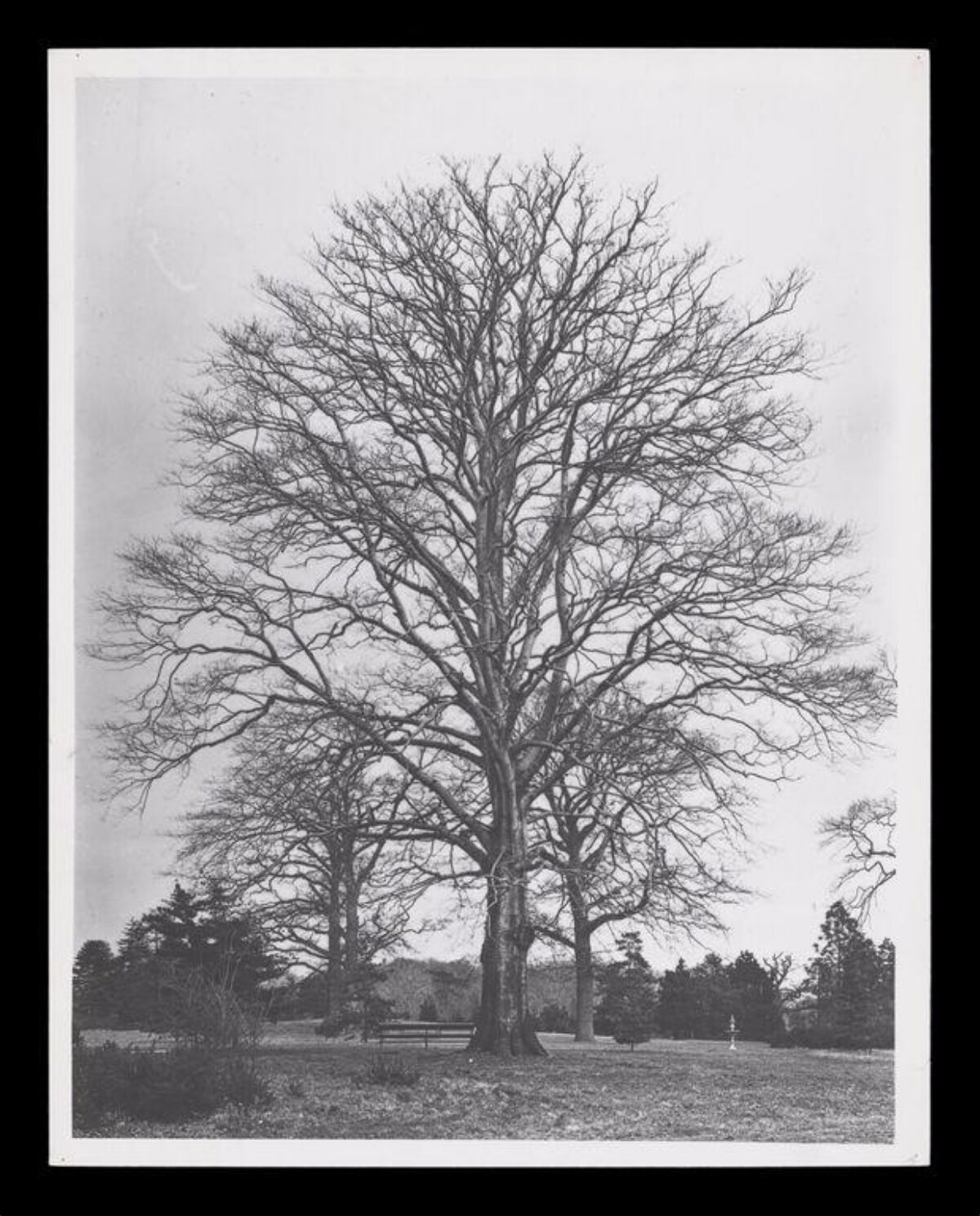 Large Bare Tree in Park