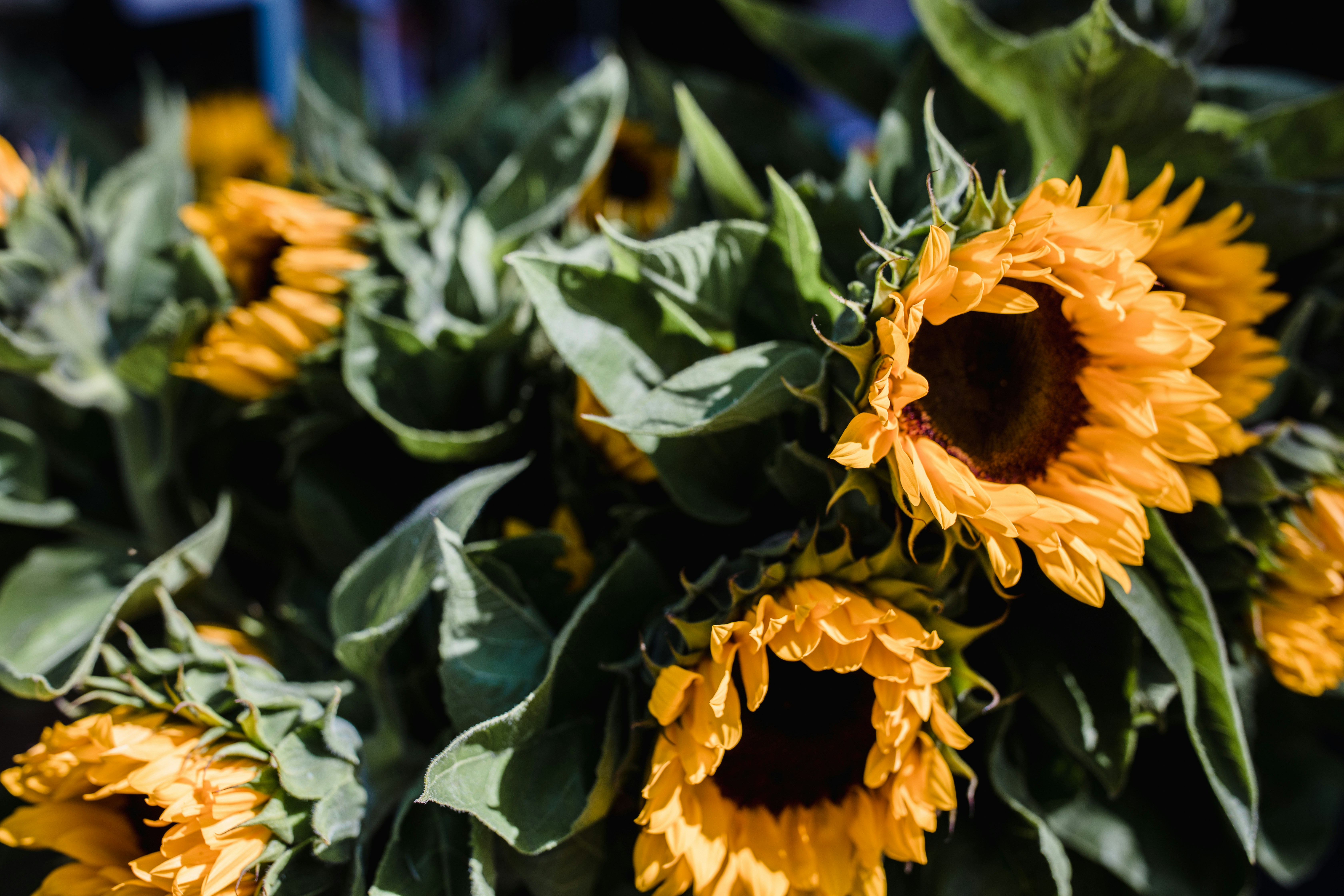 Close-up of Sunflowers