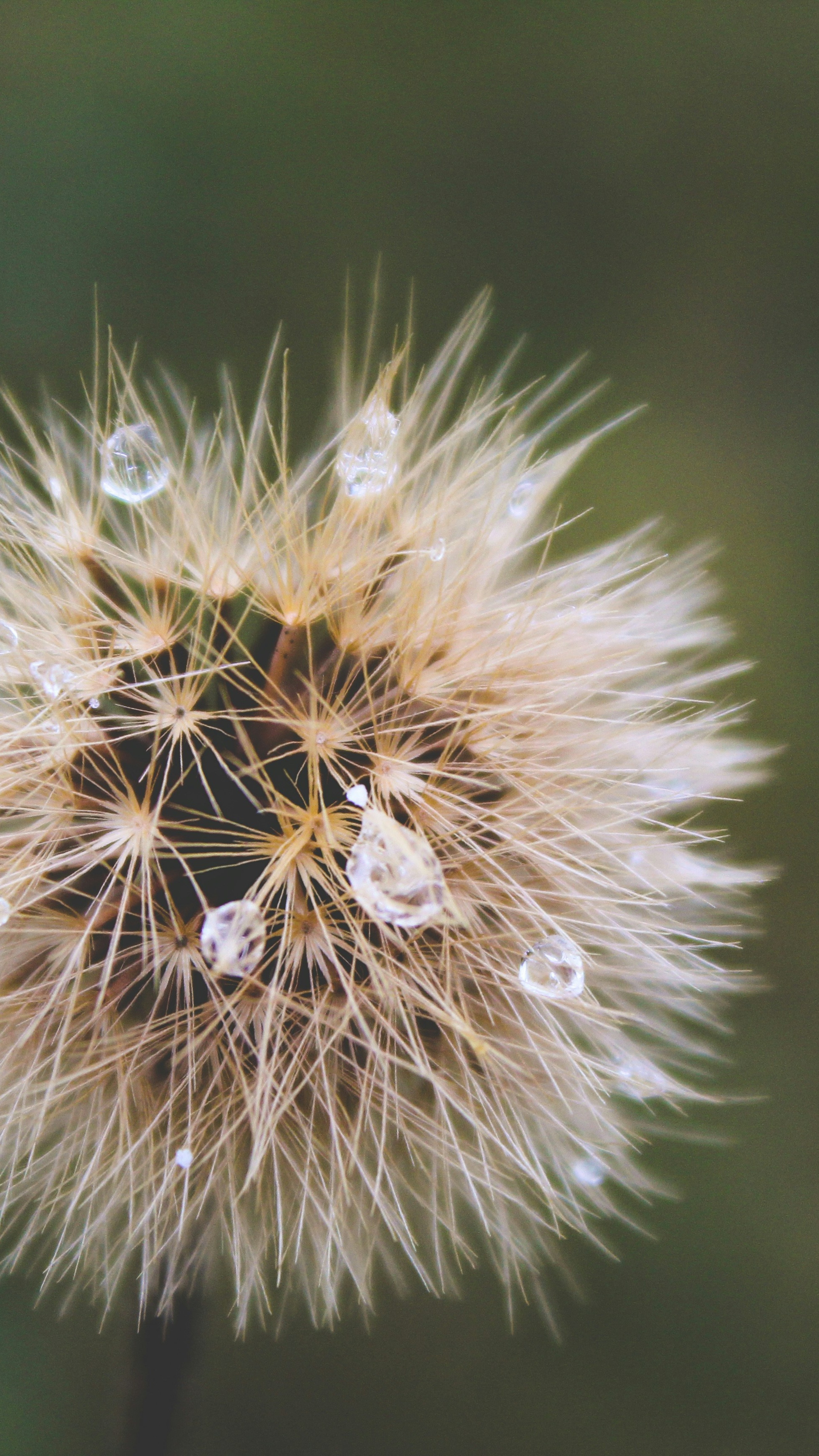 Dandelion With Dew Drops