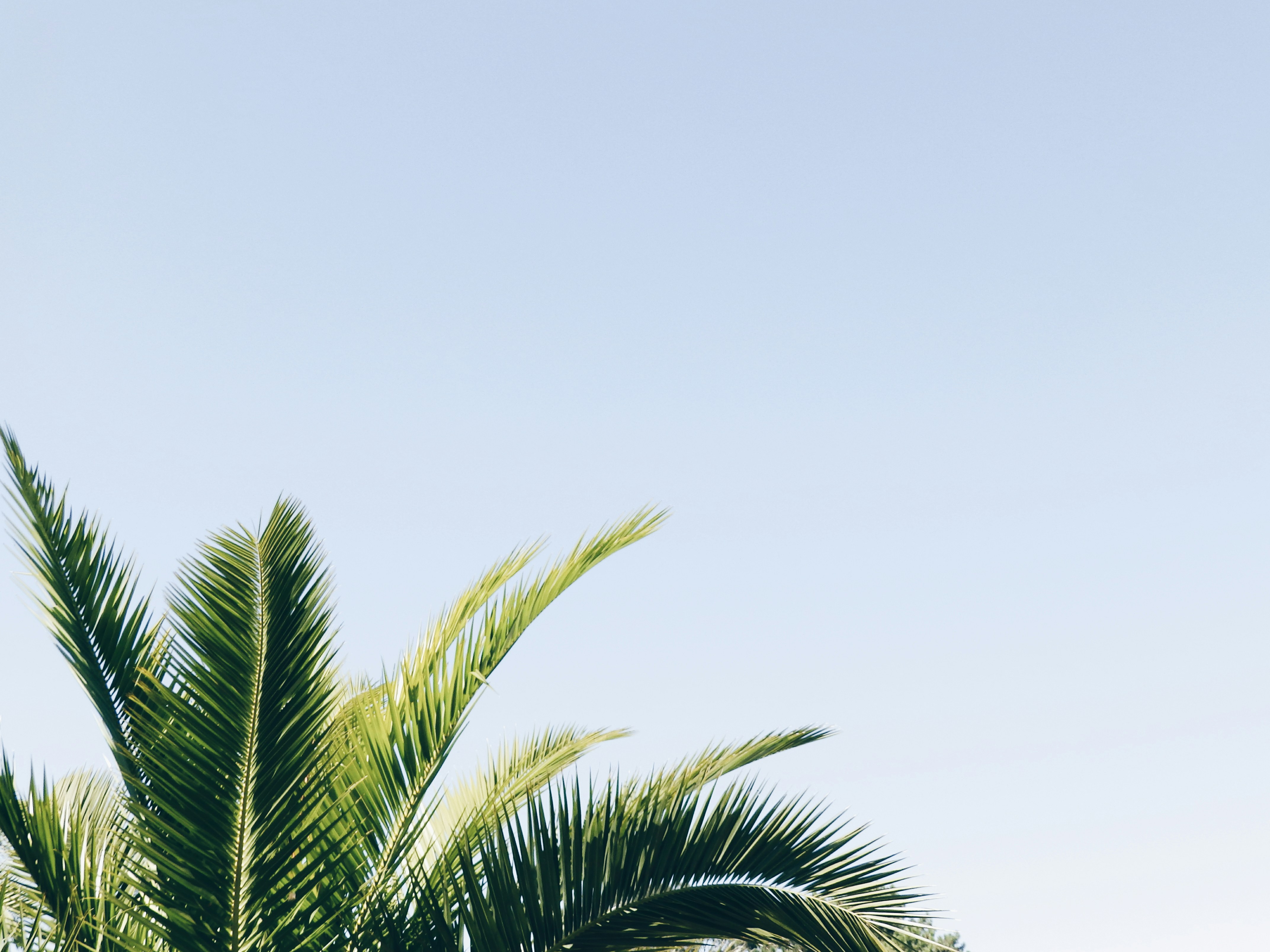 Palm Fronds Against Clear Blue Sky