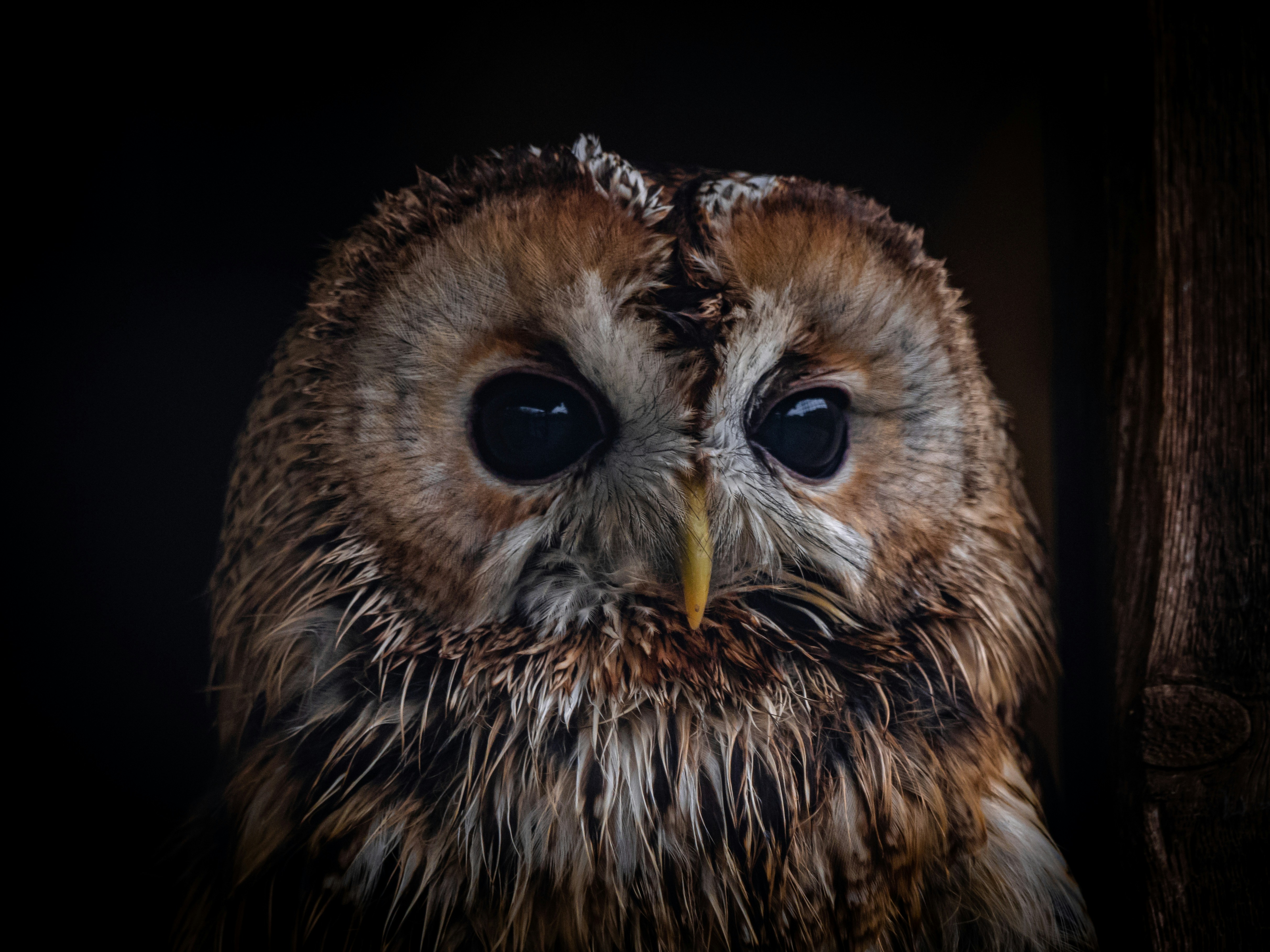 Close-Up Portrait of Tawny Owl