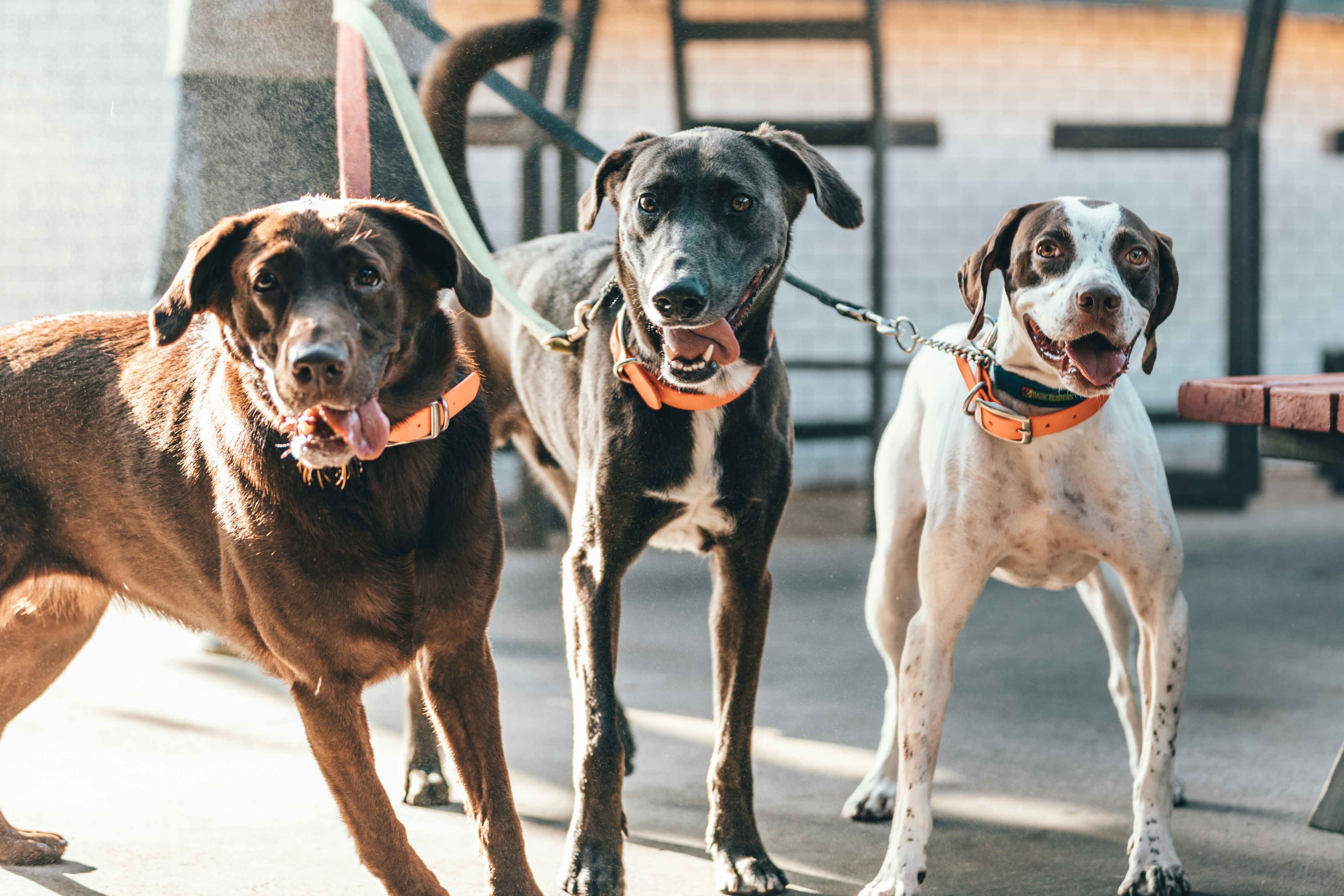Three leashed dogs facing the camera