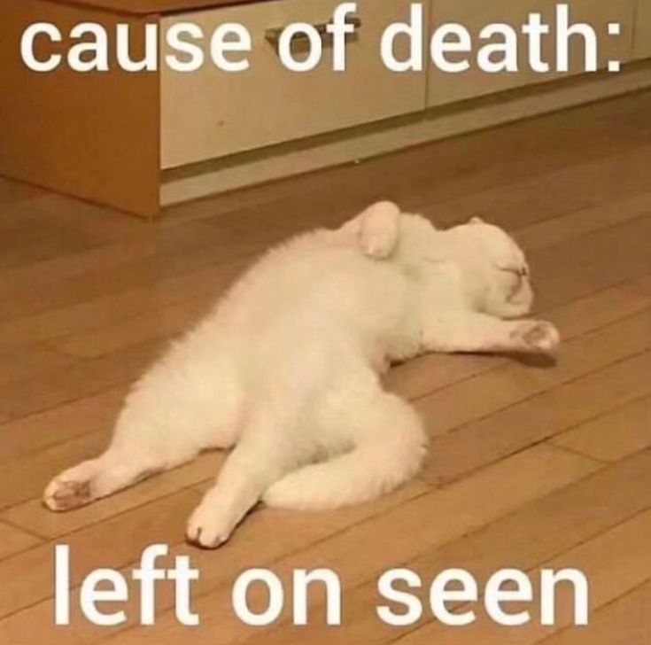Funny Left On Seen Cat Meme