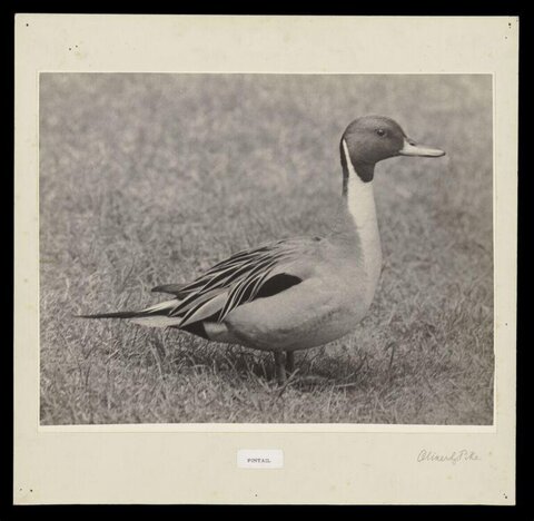 Vintage Photograph of Pintail Duck