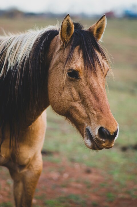 Buckskin Horse in Pasture
