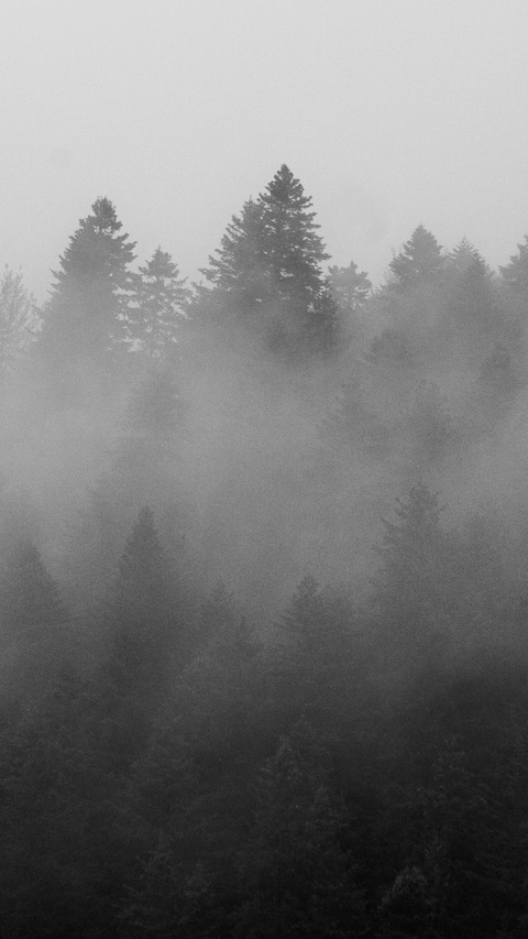Foggy Dense Pine Forest