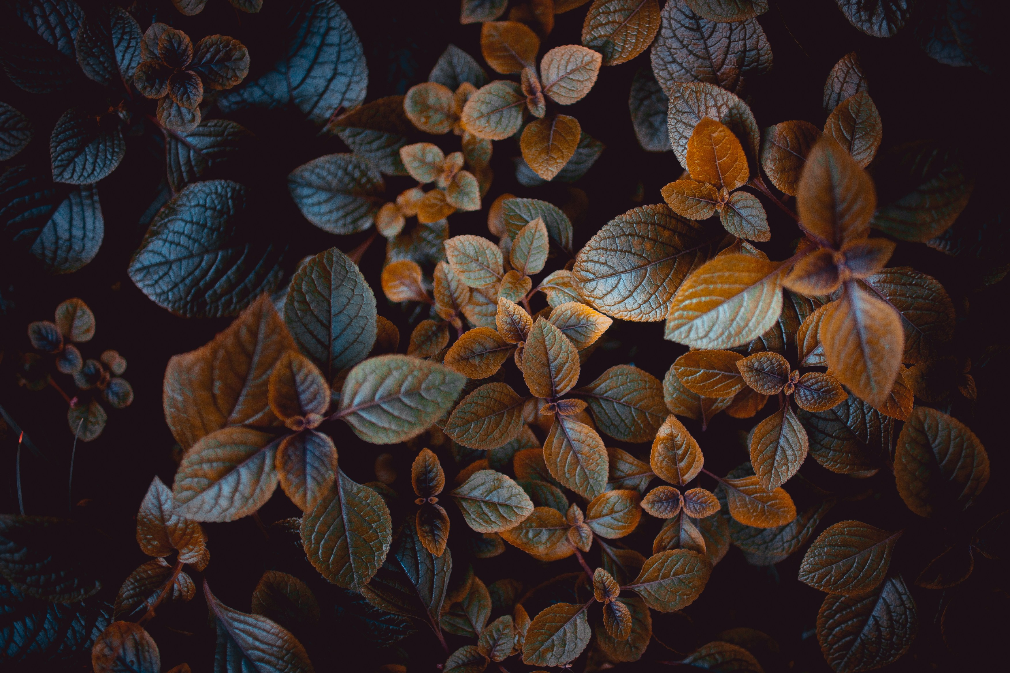 Moody Toned Foliage Close-Up