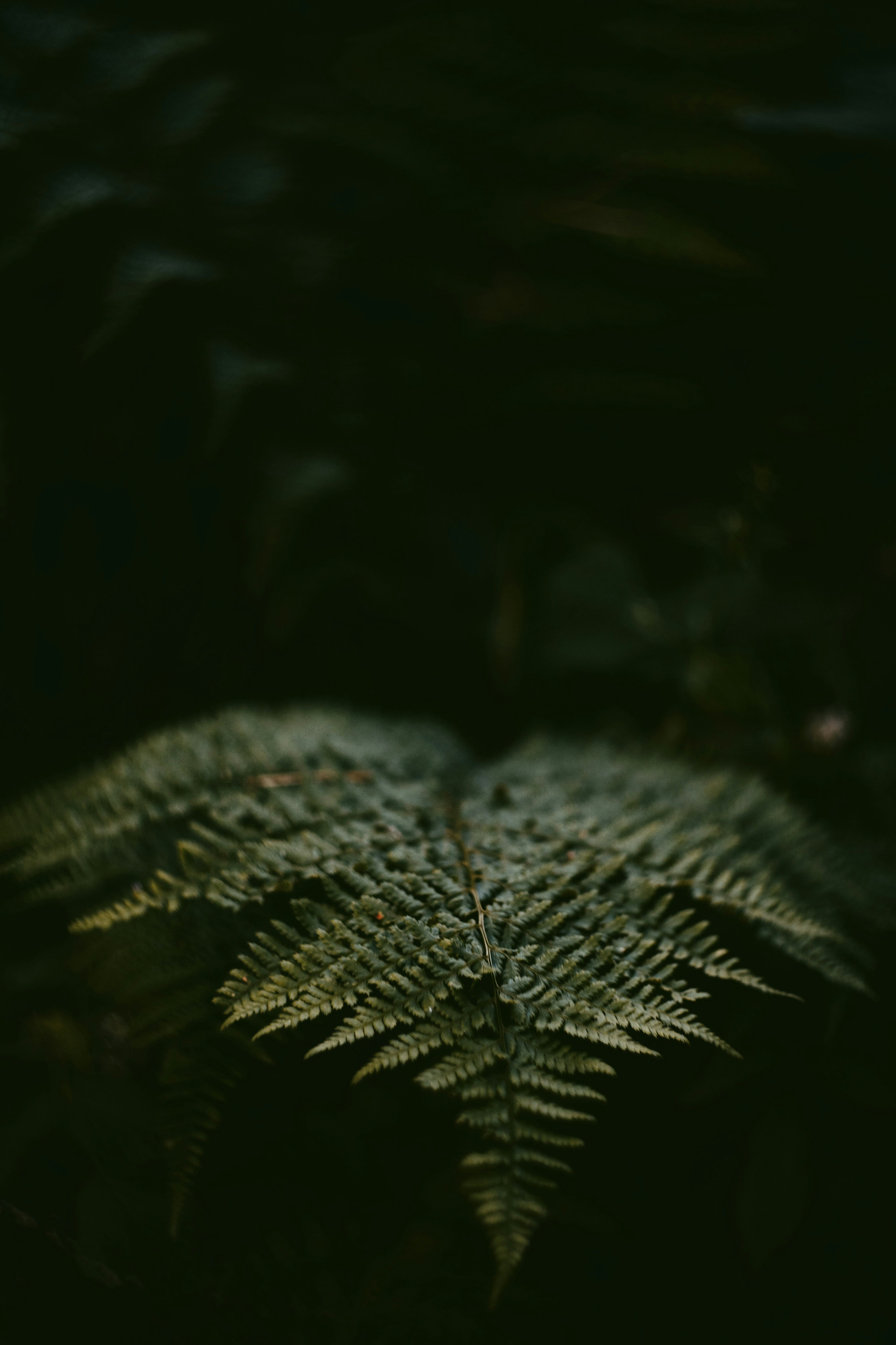Sunlit Fern in Dark Forest