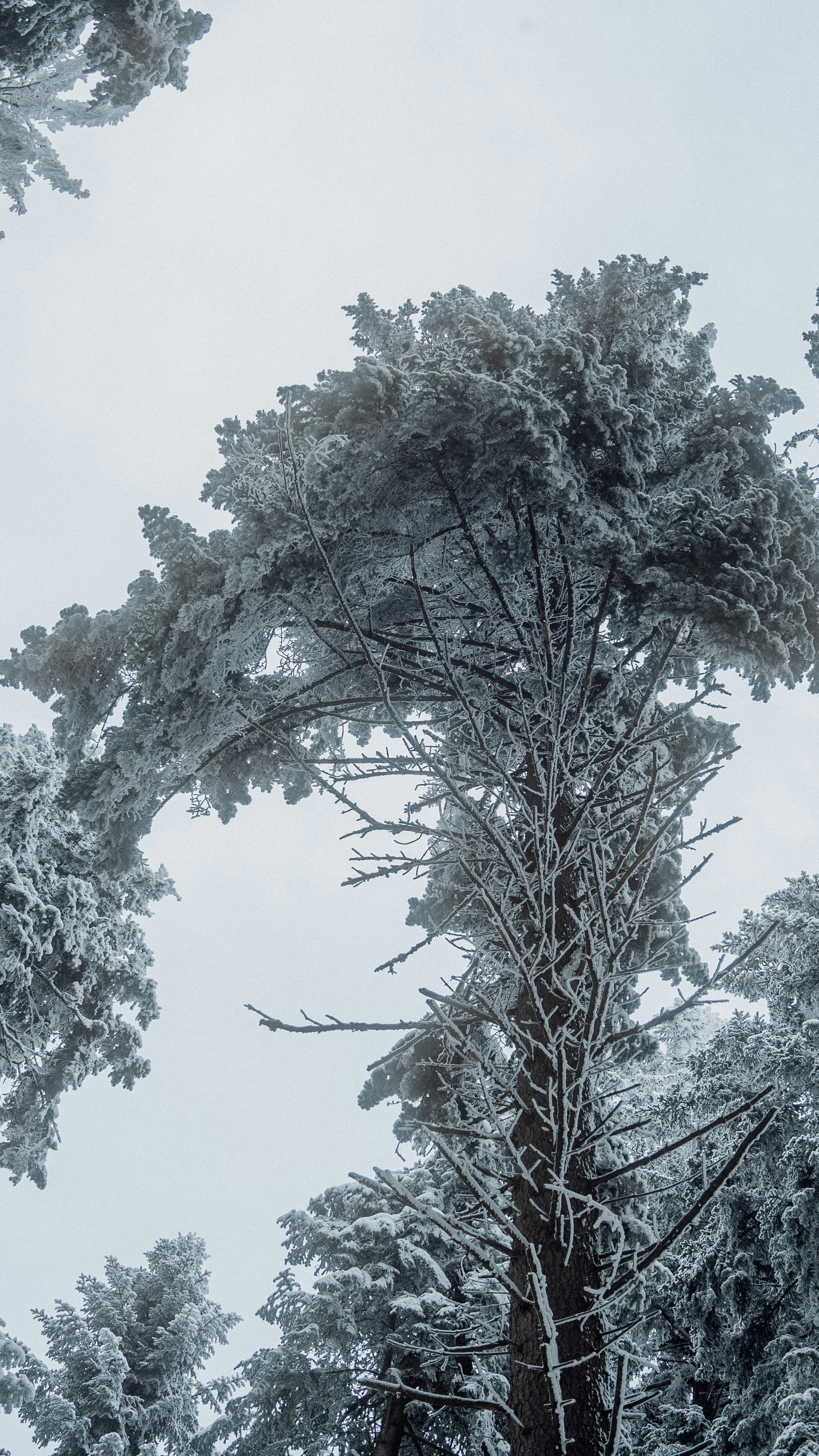 Snow-Covered Pine Trees in Winter