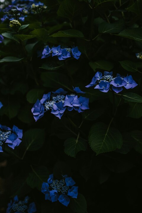 Dark Blue Hydrangea Clusters