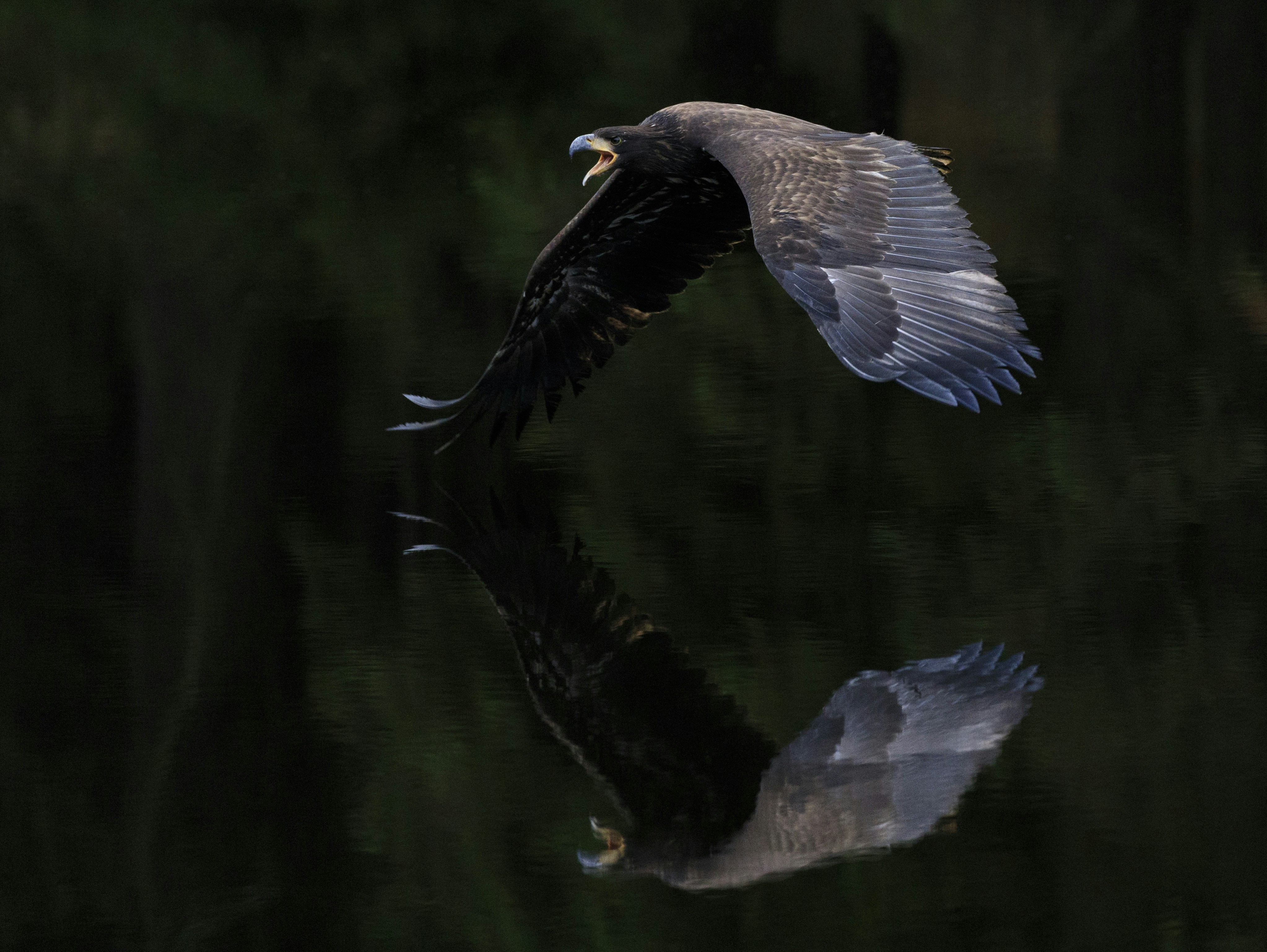 Sea Eagle Flying Over Water