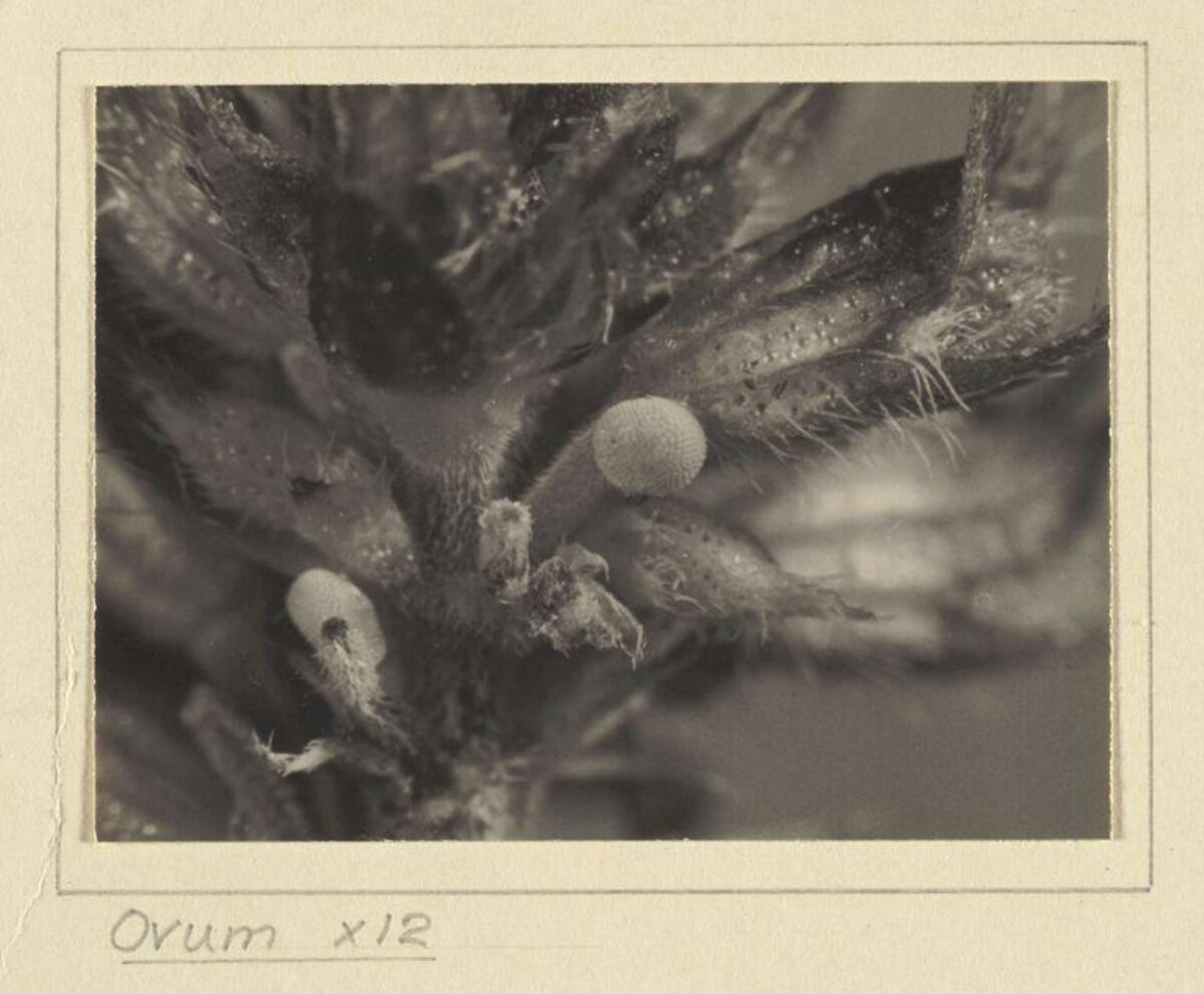 12x Magnified Insect Eggs