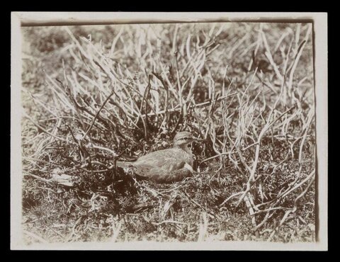 Bird on Nest Among Dry Twigs