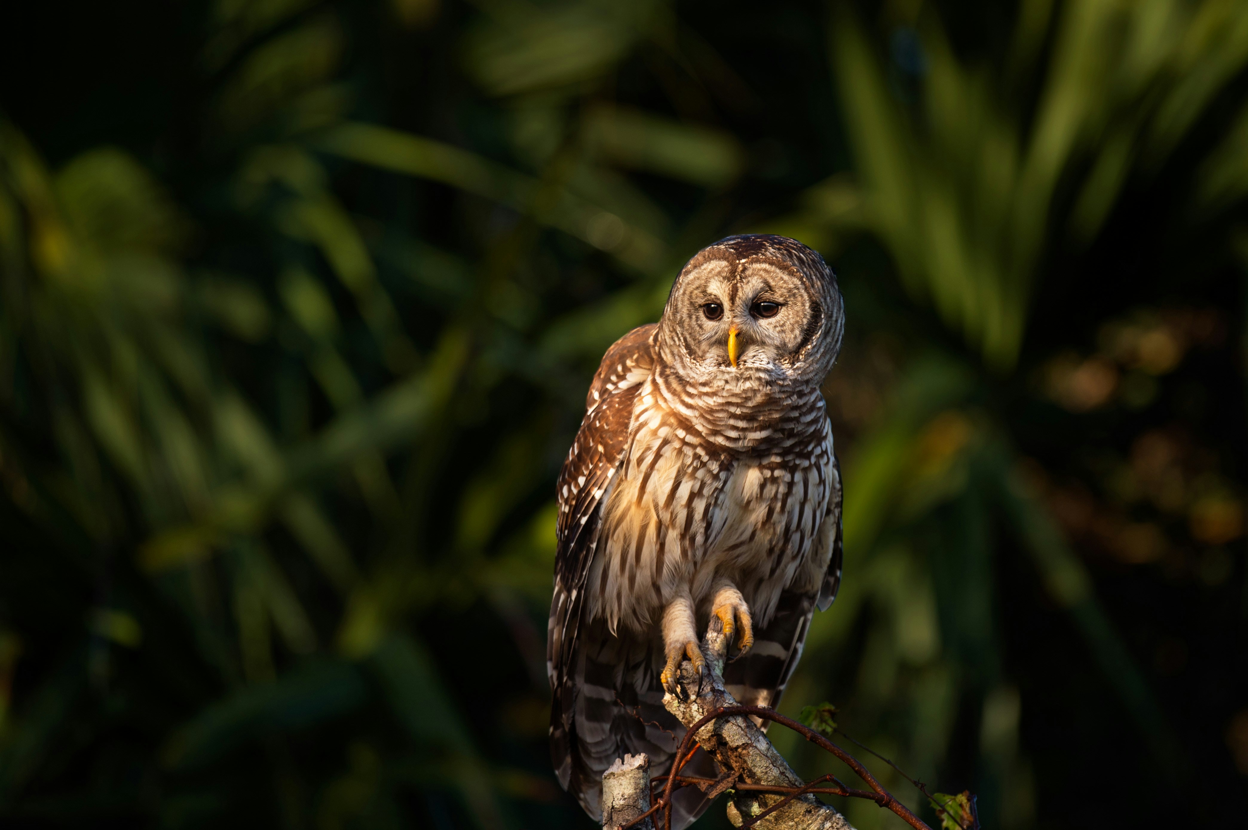 Barred Owl Perched on Branch