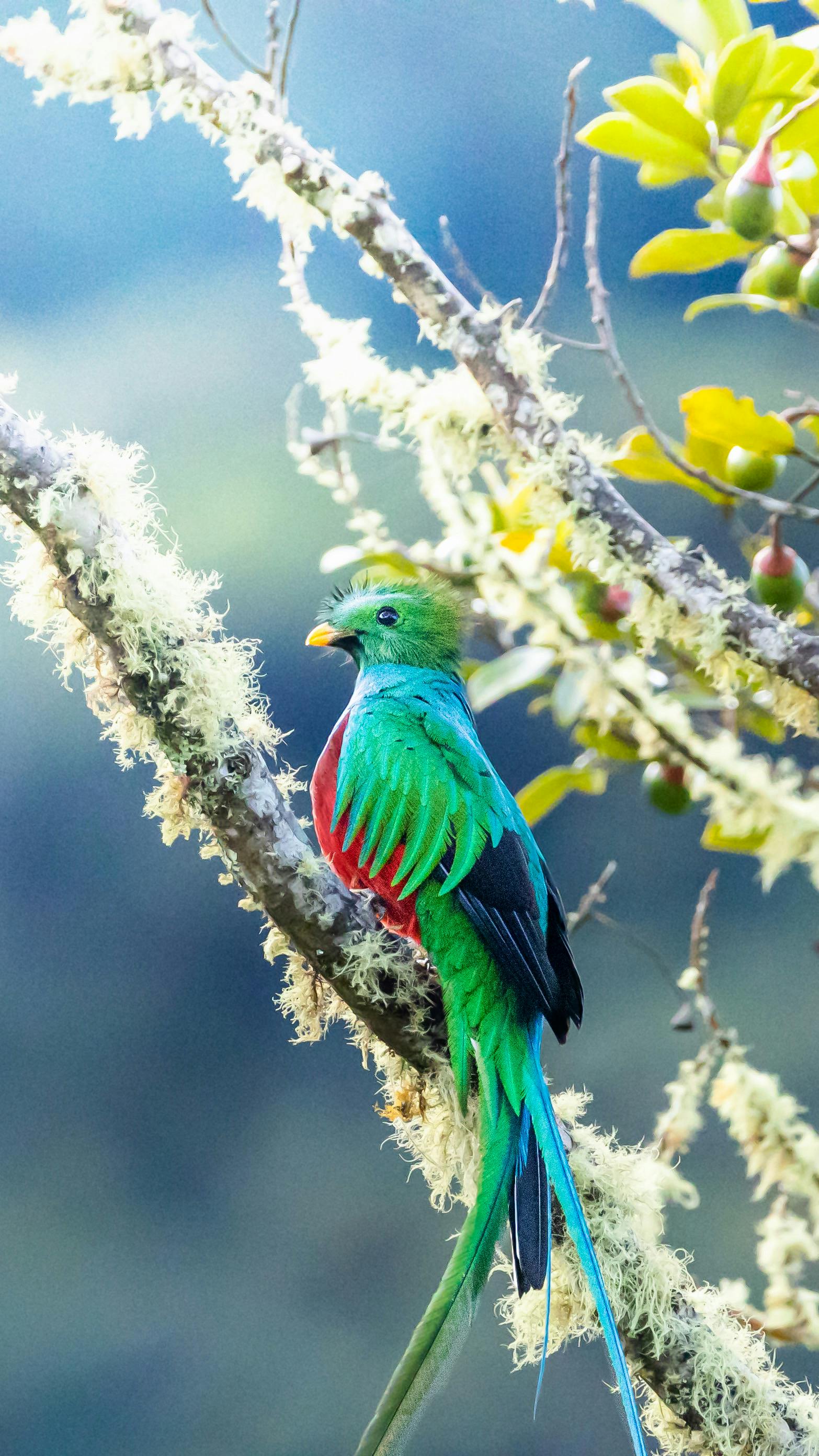 Wallpapers