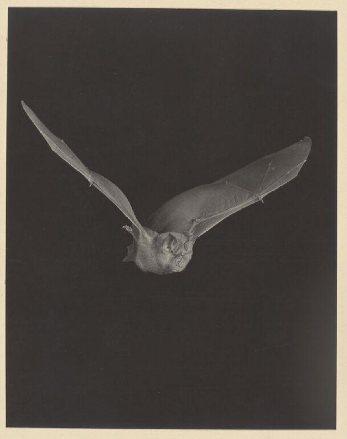 Flying Bat Against Black Background