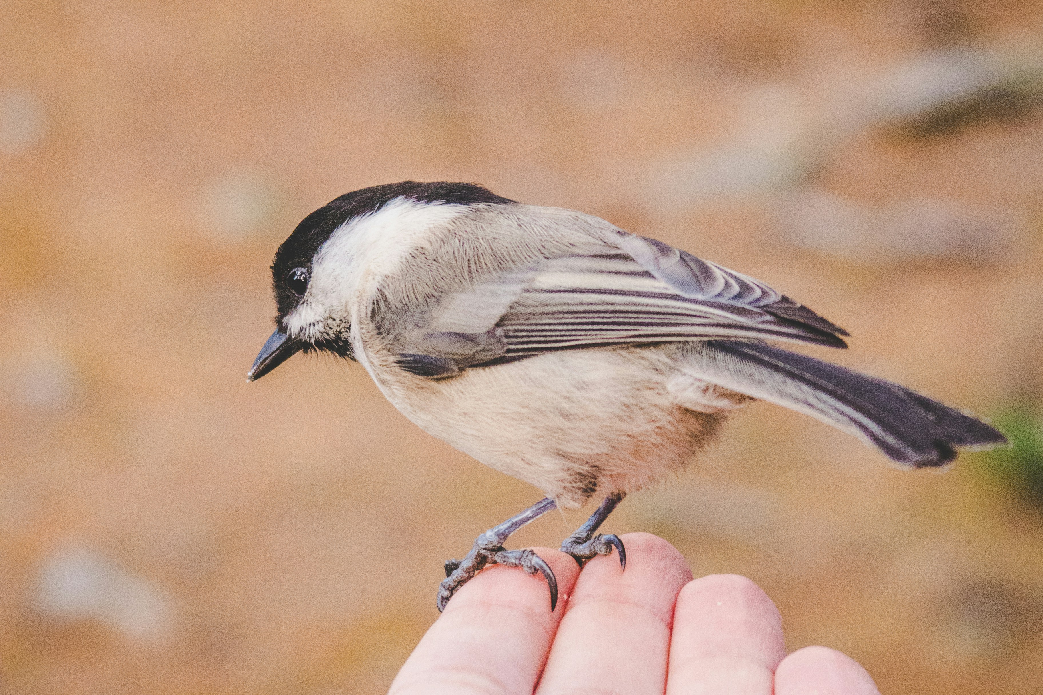 Black-capped Chickadee Perched On Hand