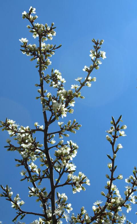 White Spring Blossoms Against Clear Blue Sky