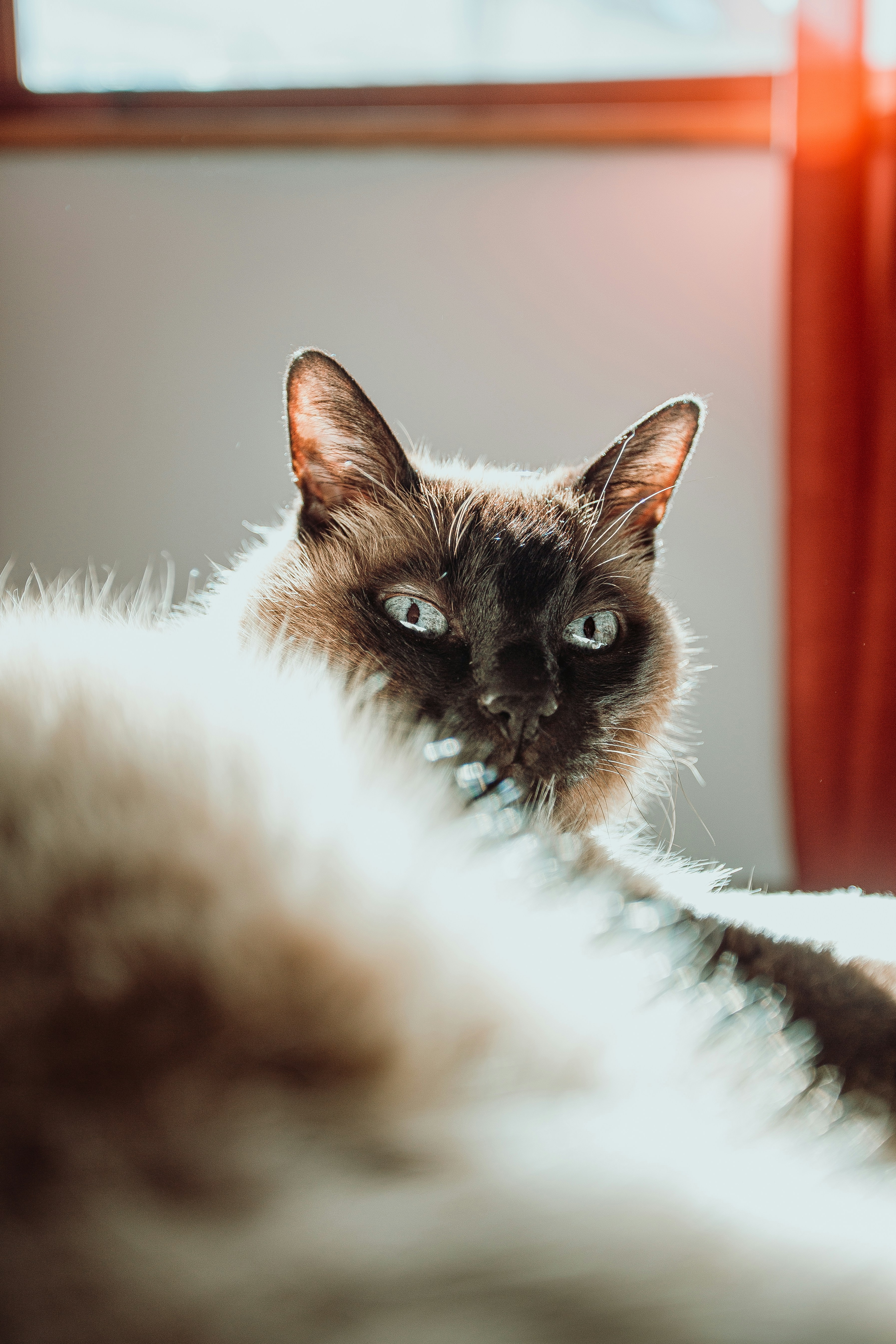Siamese Cat Resting by Window