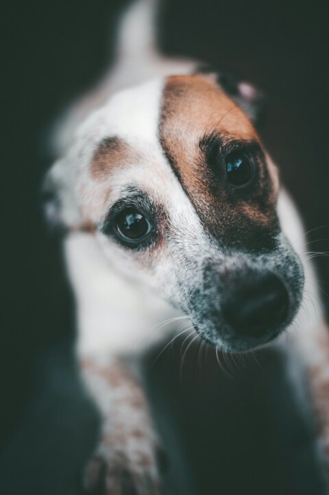 Close Up of Jack Russell Terrier Dog