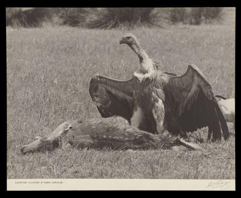 Griffon Vulture at Deer Carcase