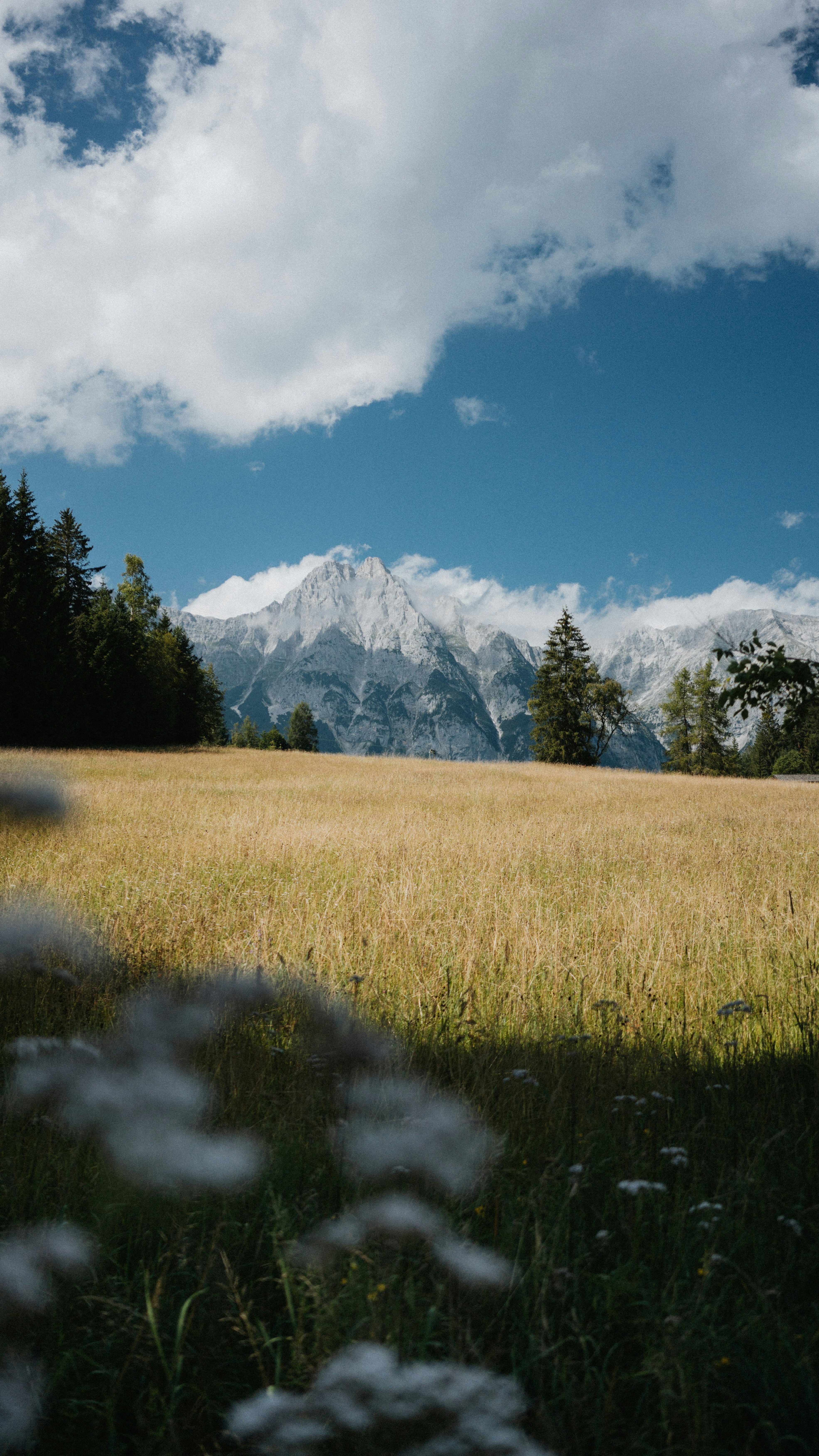 Alpine Meadow and Snowy Mountains