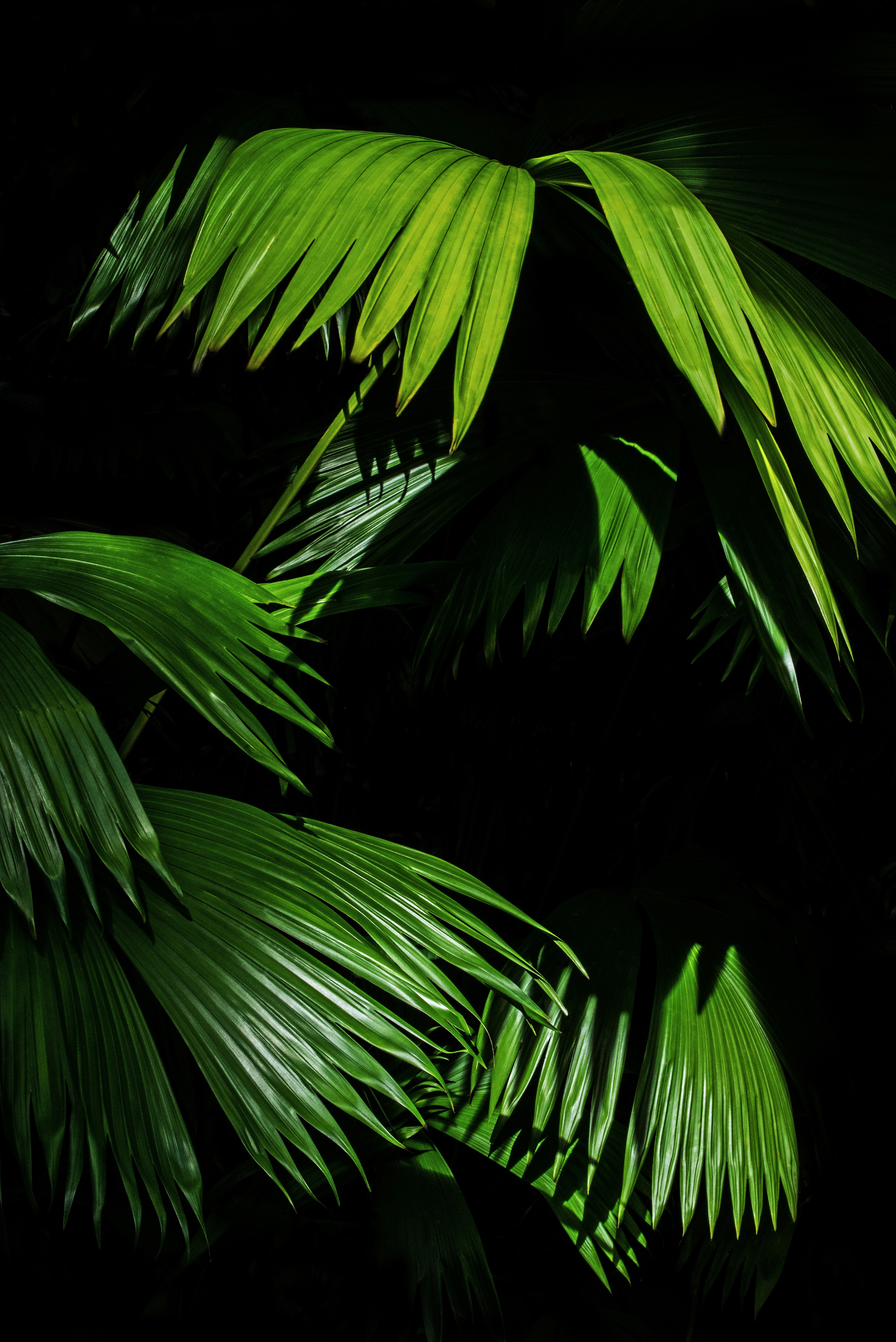 Sunlit Palm Leaves Against Dark Background