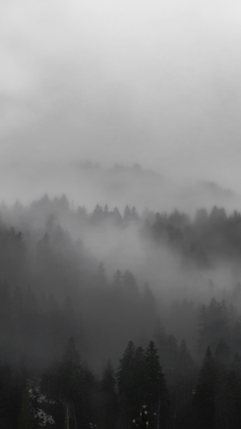 Foggy Mountain Forest