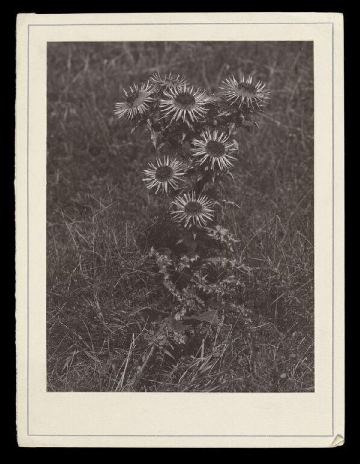 Vintage Photo of Wild Thistle