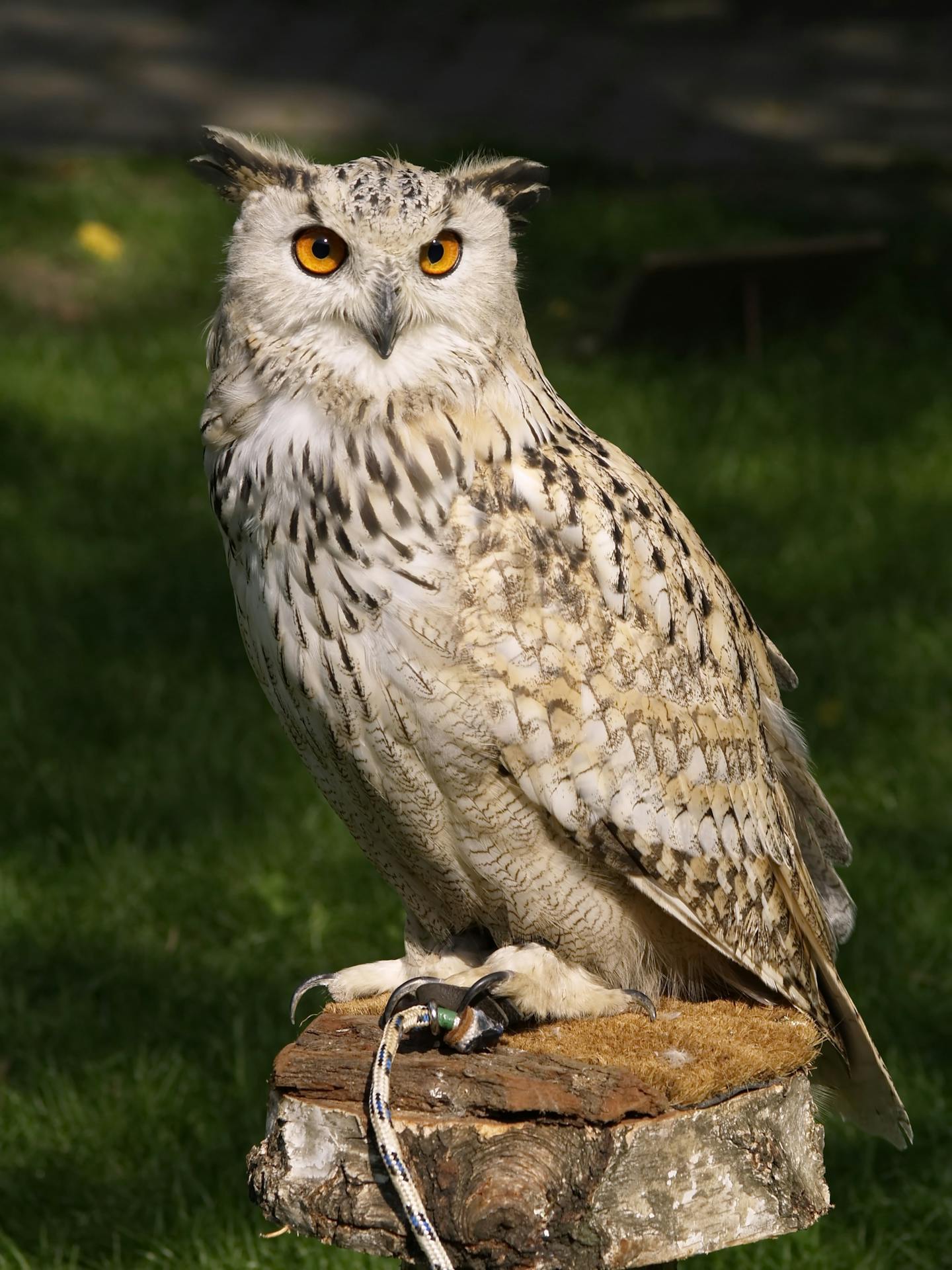 Eagle Owl Perched on Wooden Perch