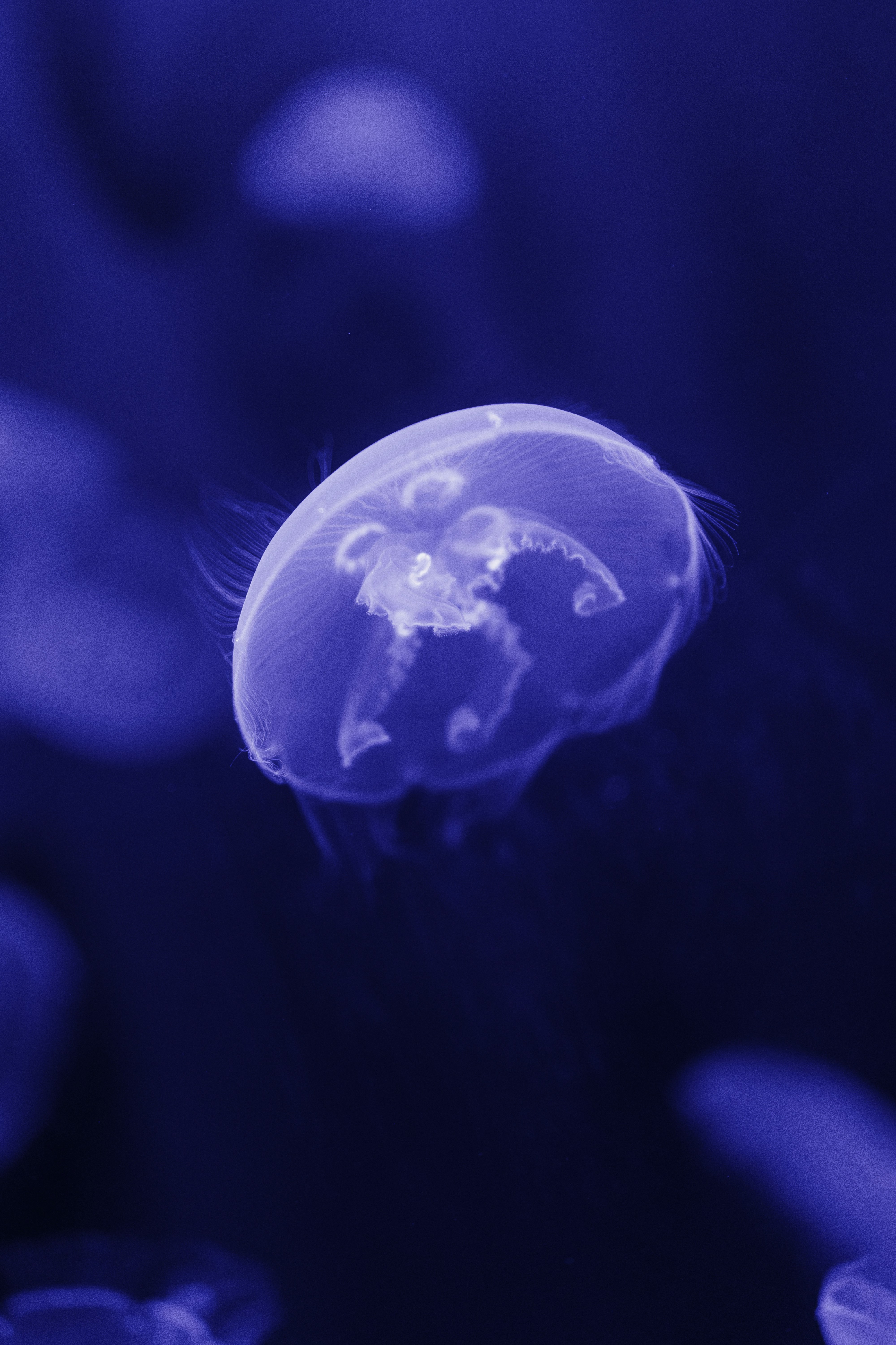 Translucent Jellyfish in Blue Water